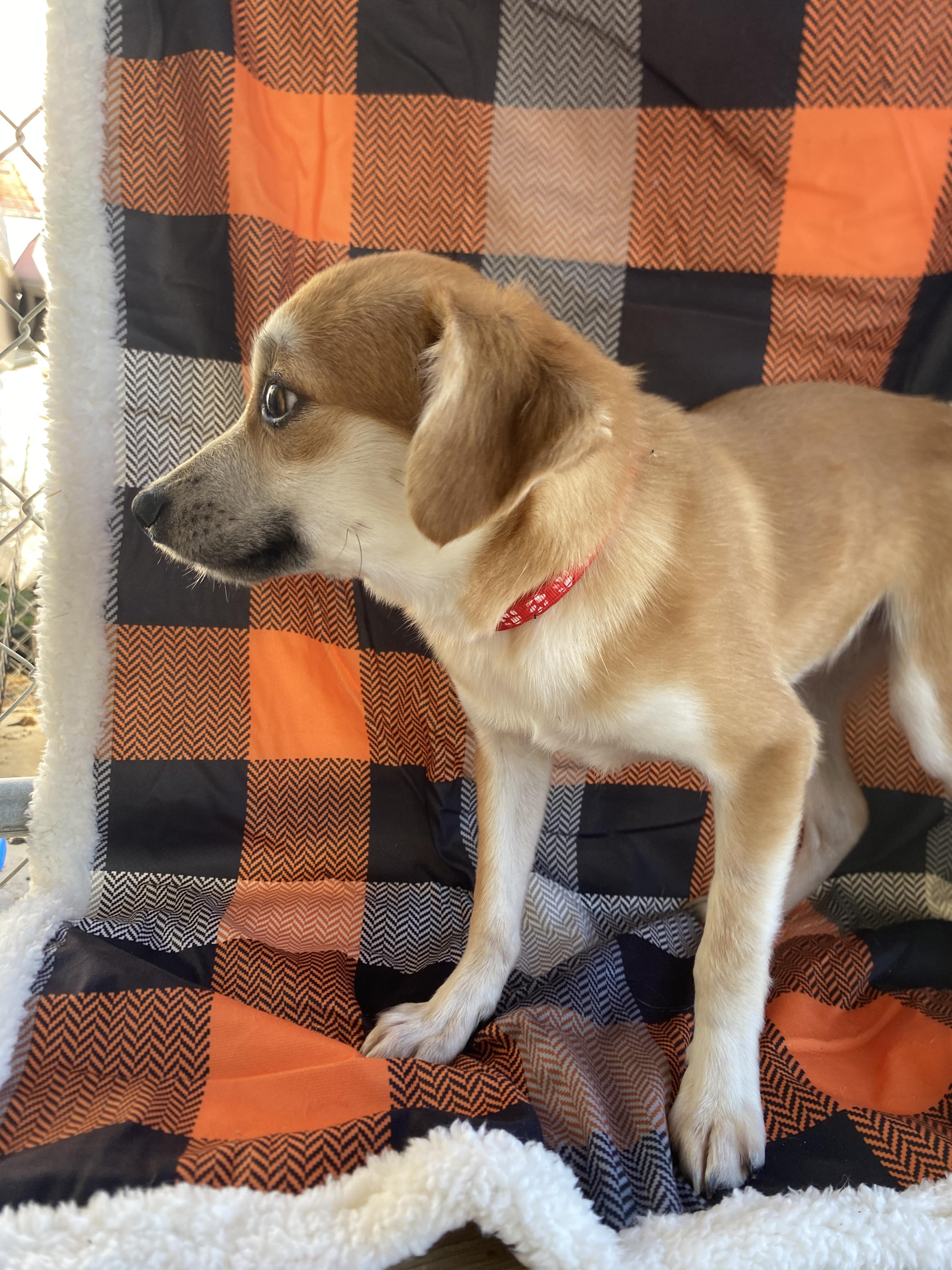 Foxy, Adoptable, Puppy Male Mixed Breed.