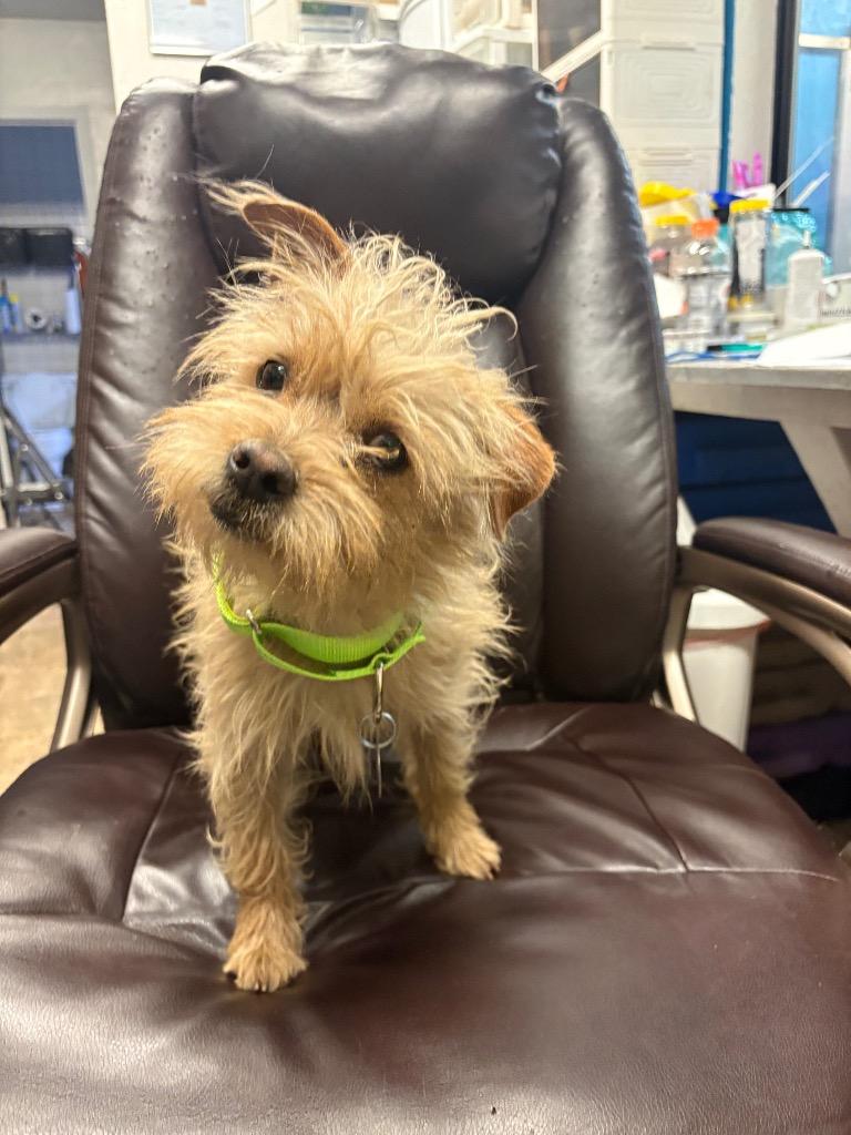 Cubano, Adoptable, Young Male Chihuahua & Terrier.