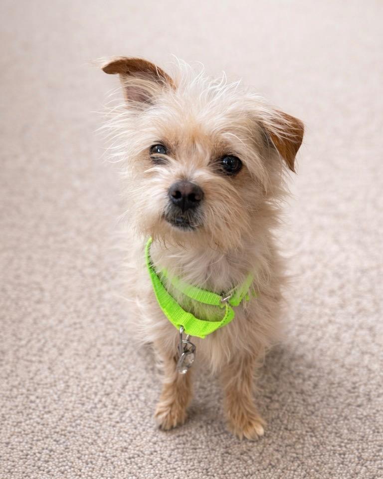 Enlarge Cubano, a Adoptable mixed breed in Reno, NV image 2/3