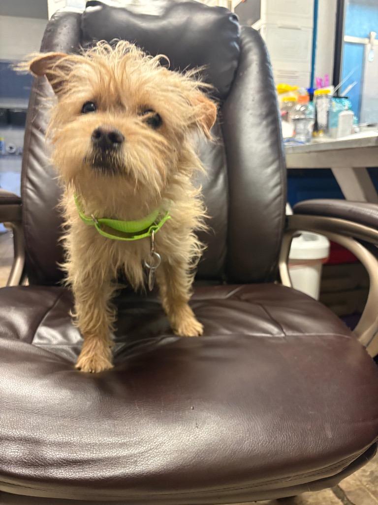 Enlarge Cubano, a Adoptable mixed breed in Reno, NV image 3/3