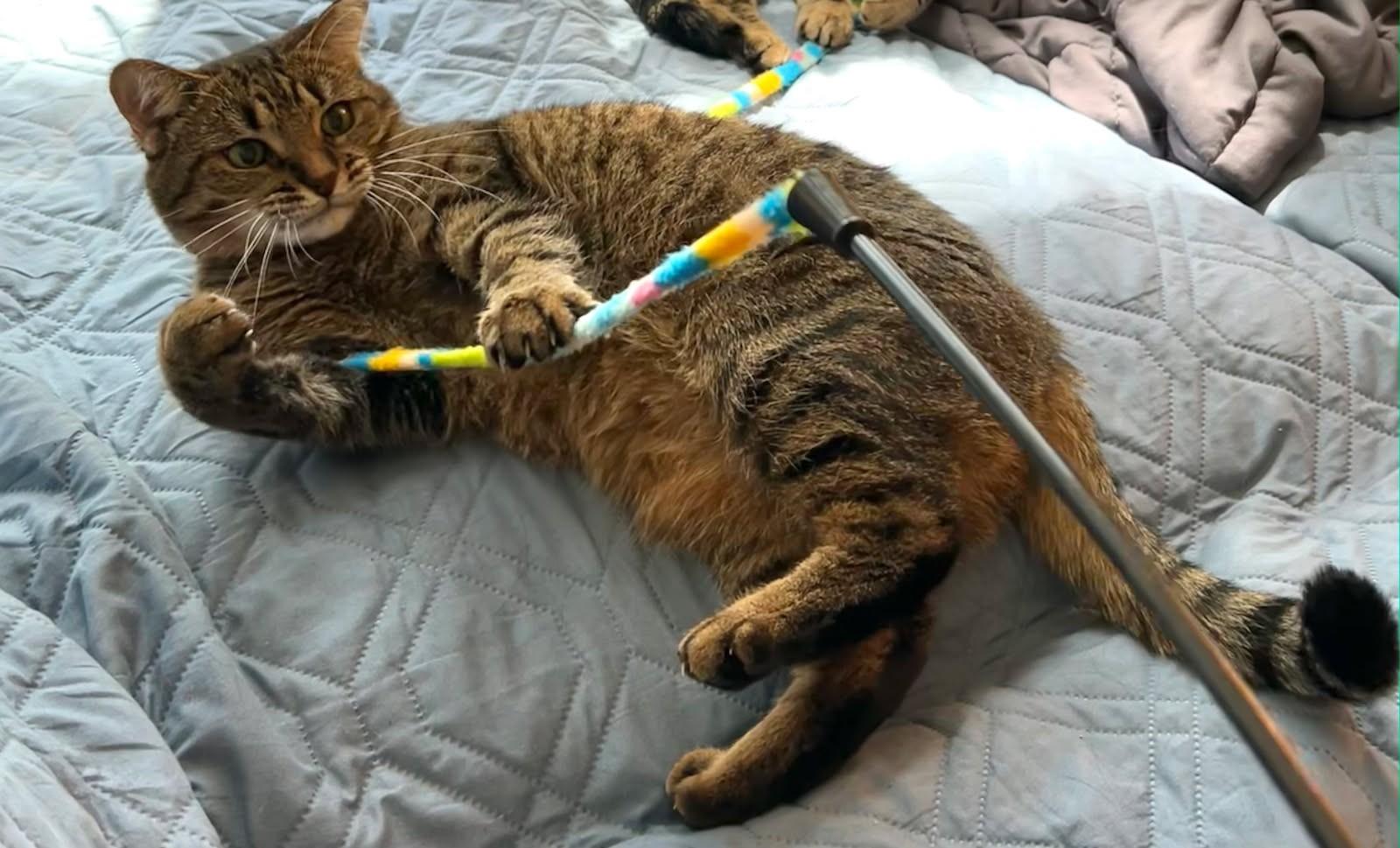 Momo, Adoptable, Adult Female Tabby.