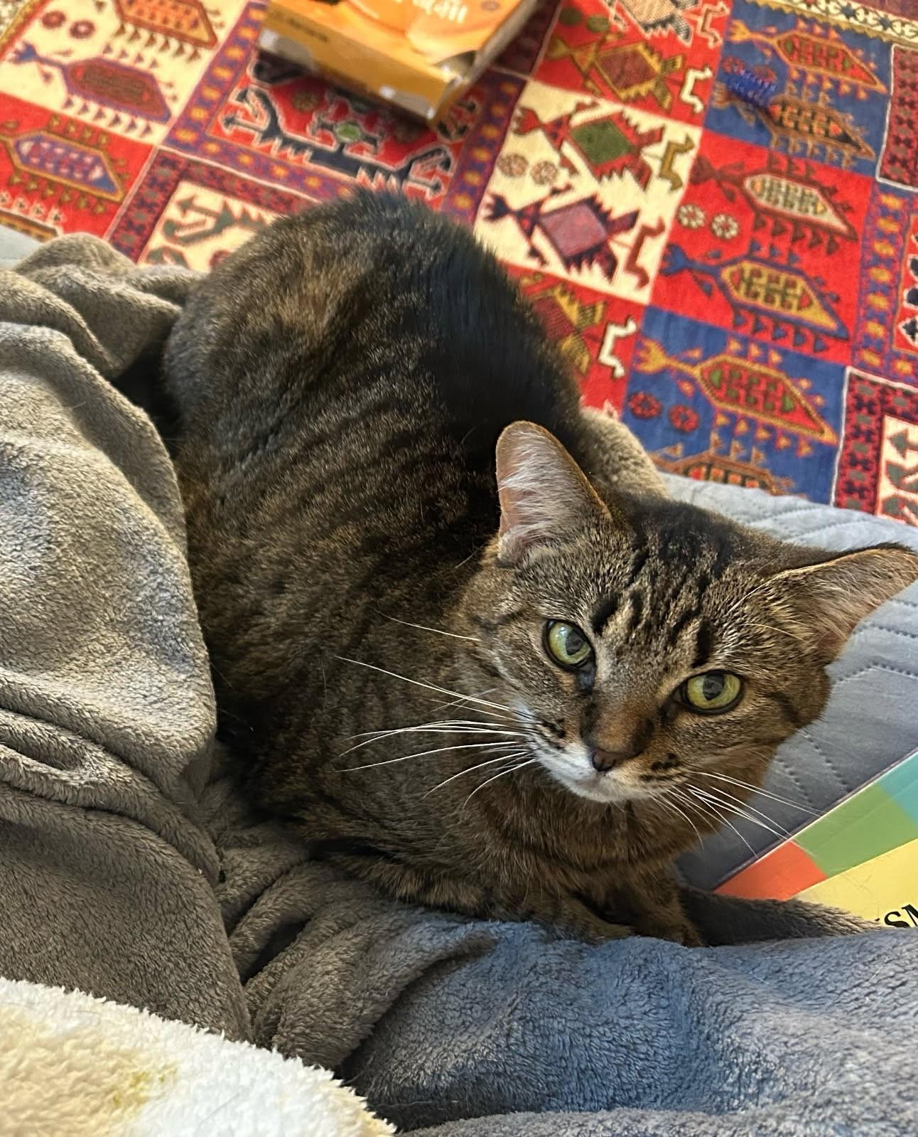 Enlarge Momo, a Adoptable mixed breed in Ypsilanti, MI image 2/6