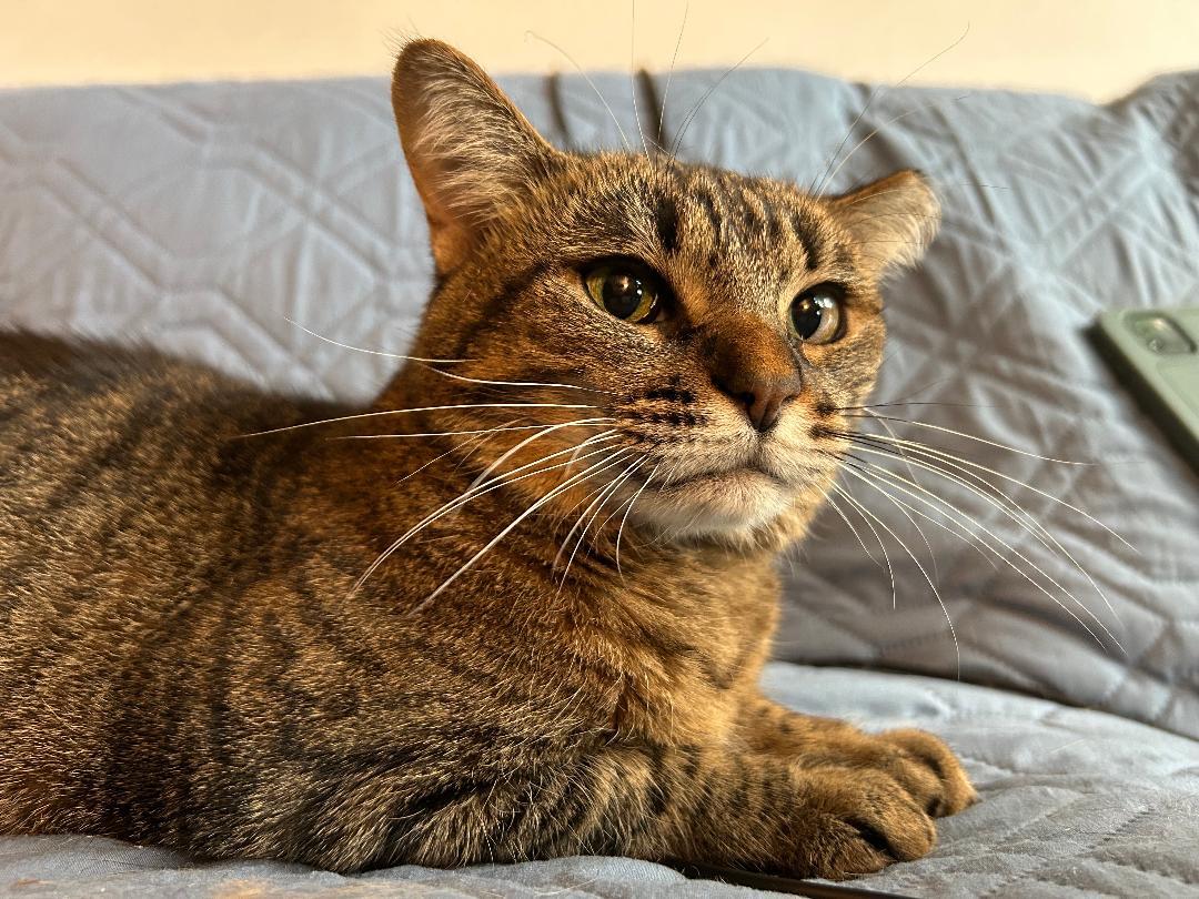 Enlarge Momo, a Adoptable mixed breed in Ypsilanti, MI image 5/6