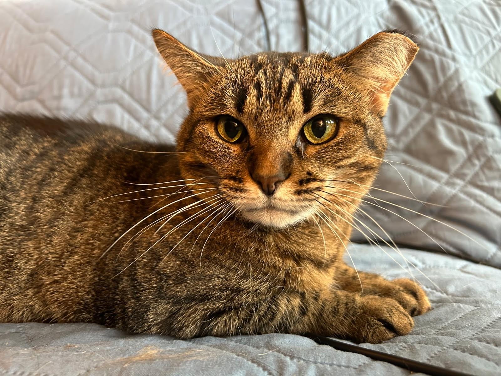 Enlarge Momo, a Adoptable mixed breed in Ypsilanti, MI image 3/6