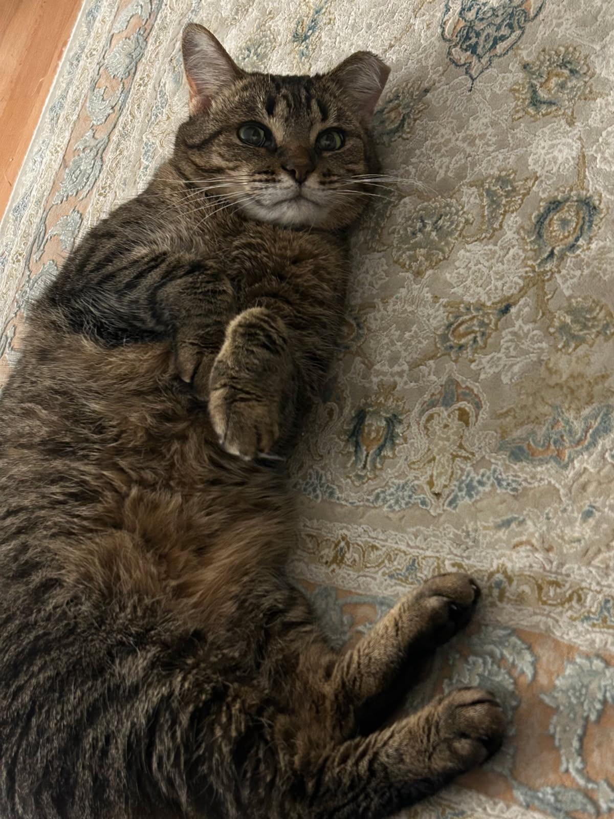 Enlarge Momo, a Adoptable mixed breed in Ypsilanti, MI image 6/6