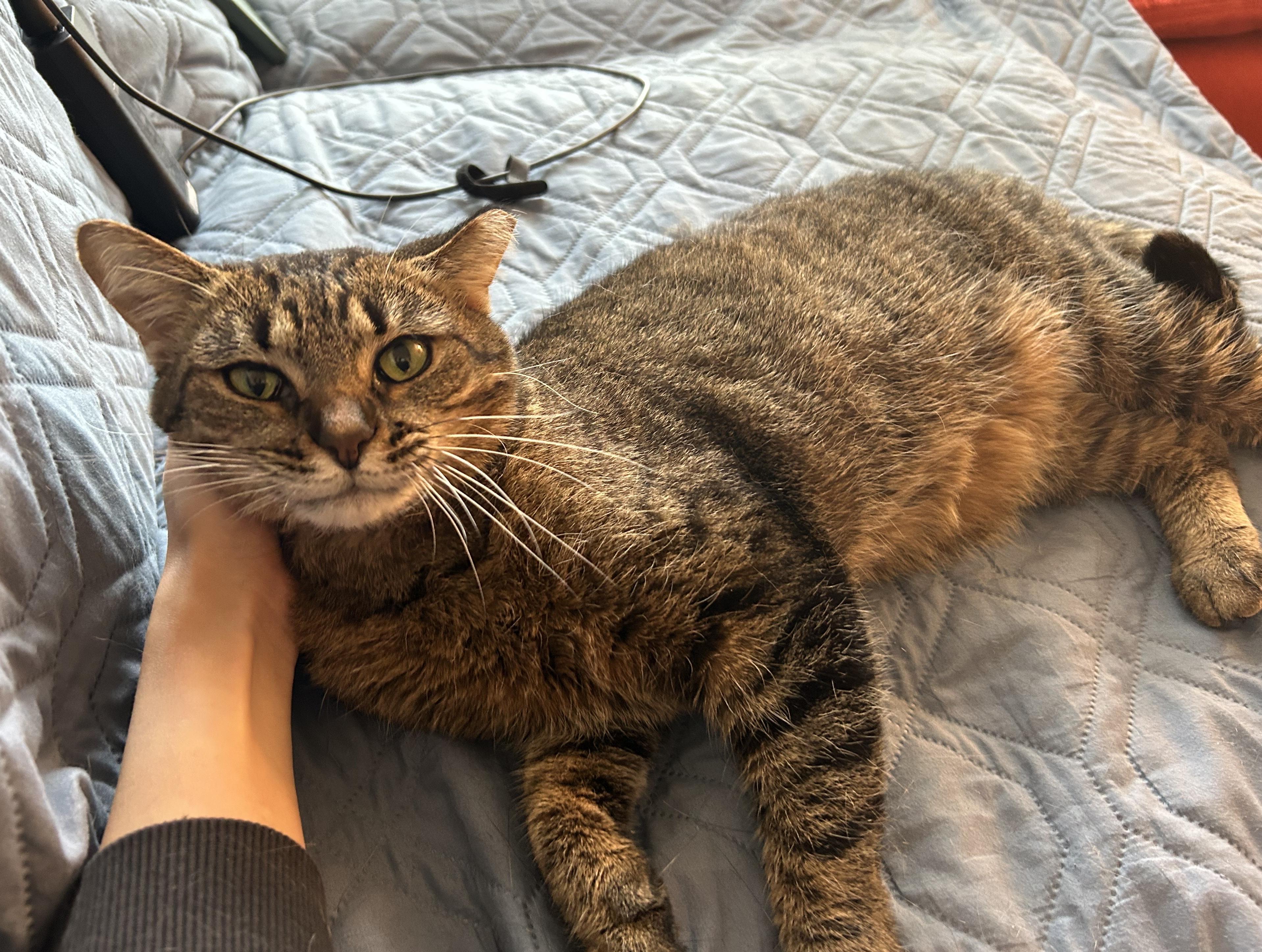 Enlarge Momo, a Adoptable mixed breed in Ypsilanti, MI image 4/6