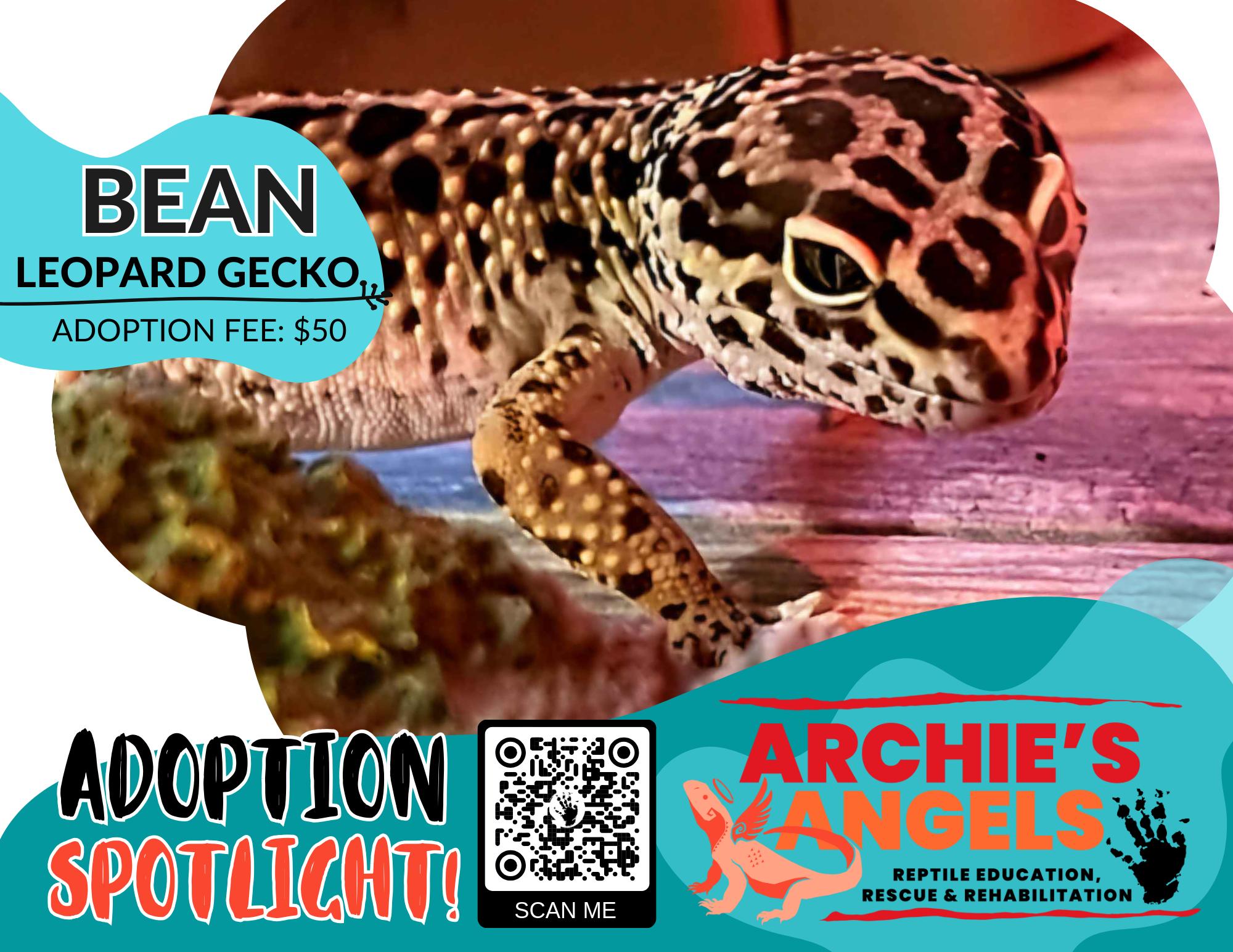 Bean, Adopted, Adult Male Gecko.