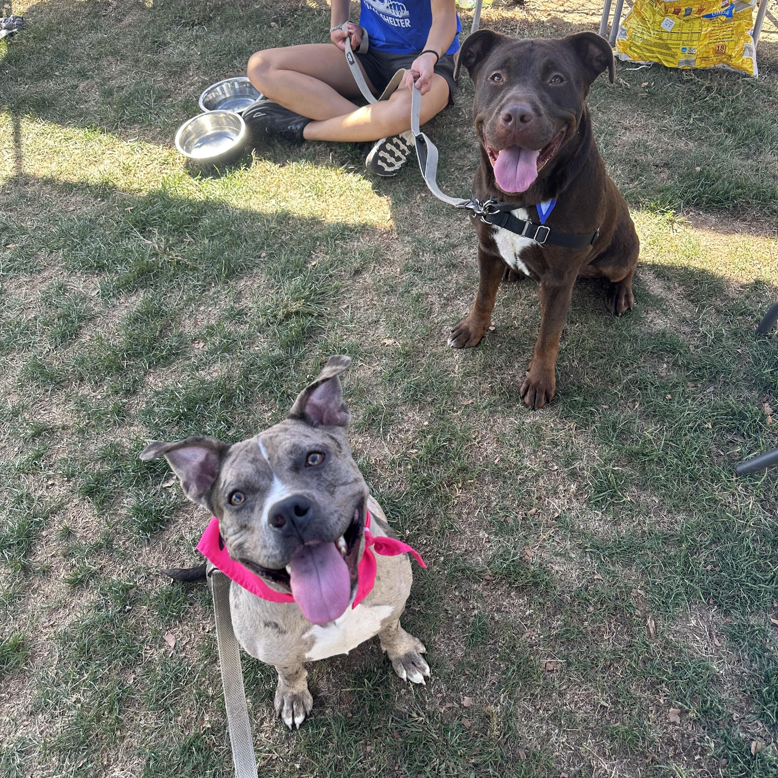 Enlarge Turner, a Adopted Pit Bull Terrier in Monroeville, PA image 2/6