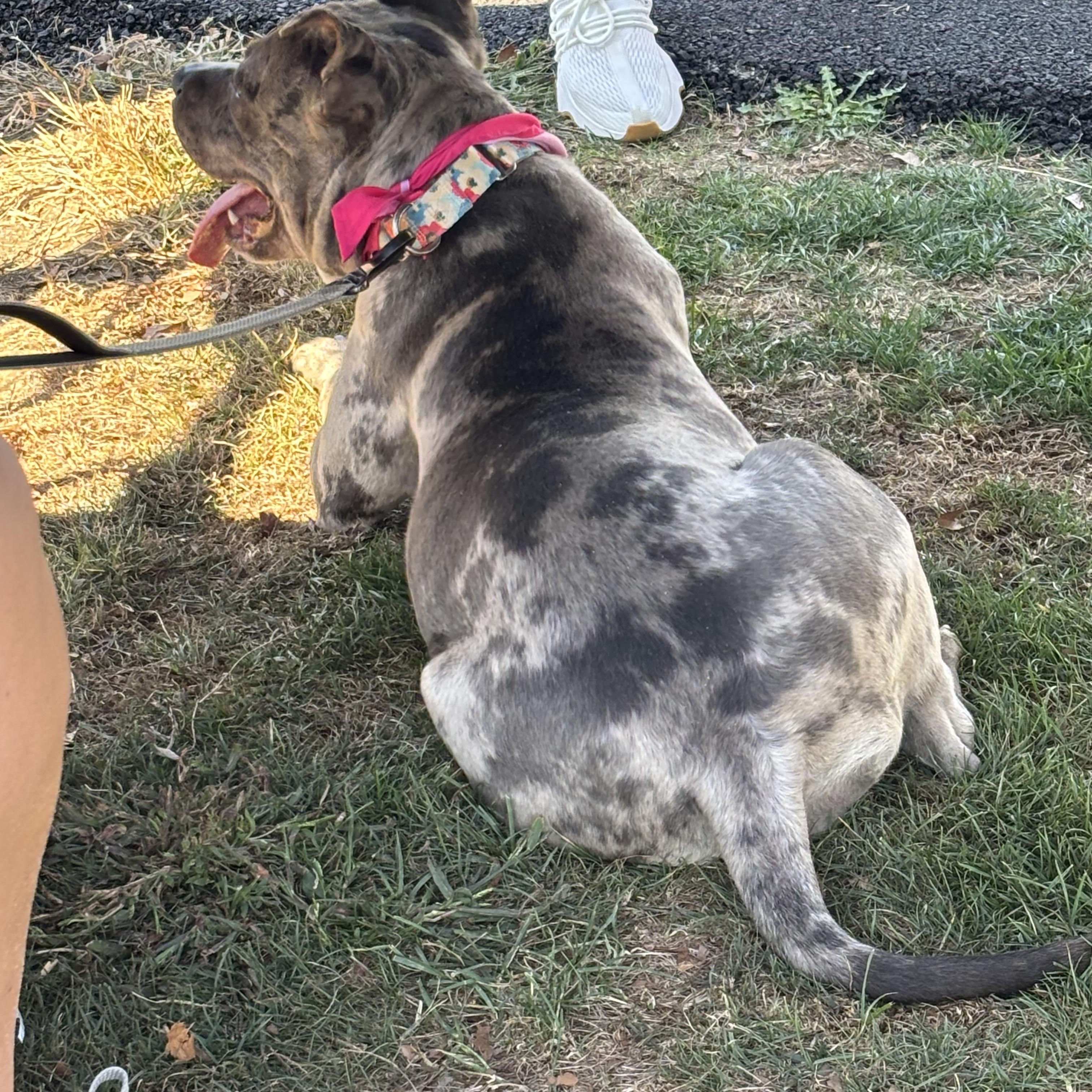 Enlarge Turner, a Adopted Pit Bull Terrier in Monroeville, PA image 3/6