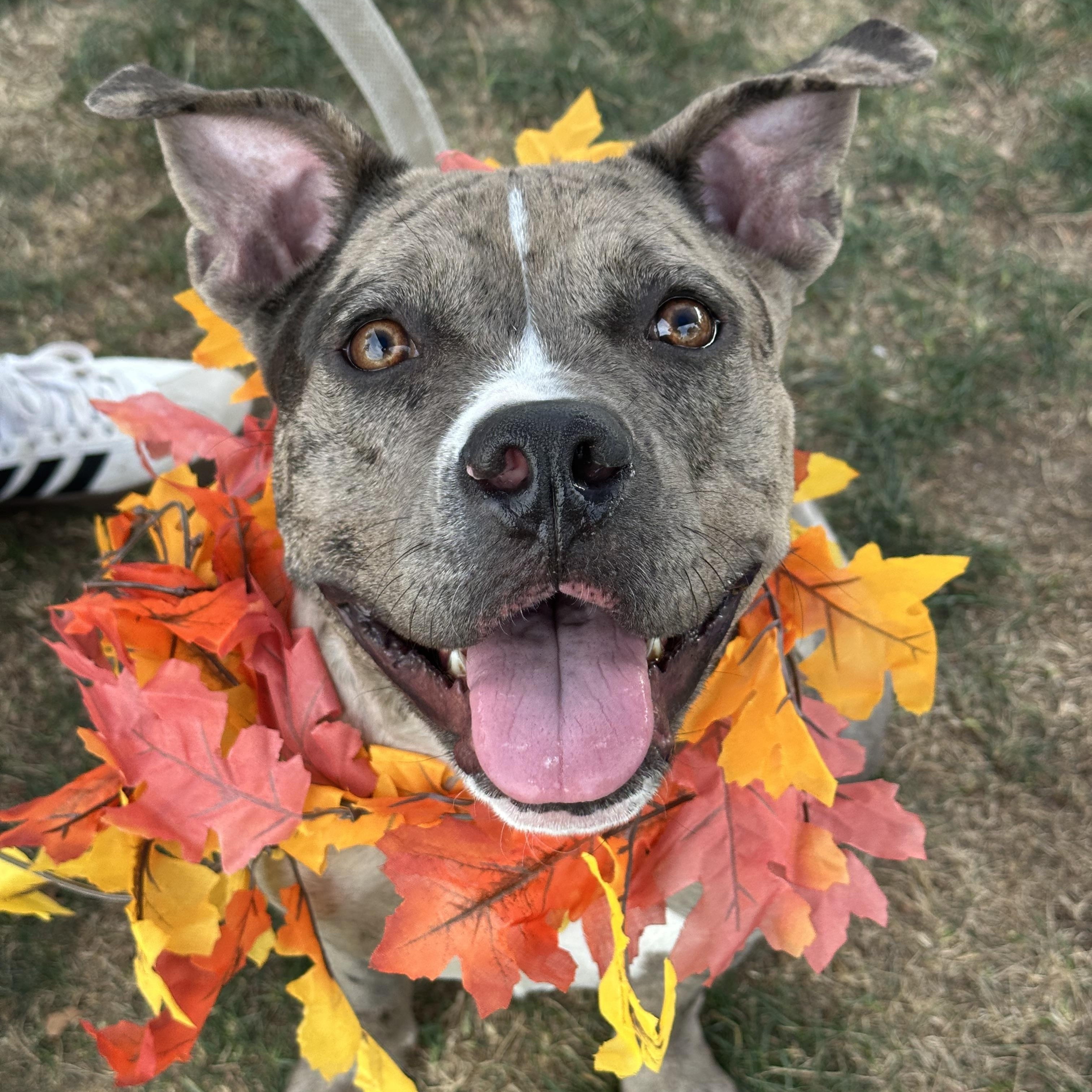 Turner, Adopted, Young Female Pit Bull Terrier.