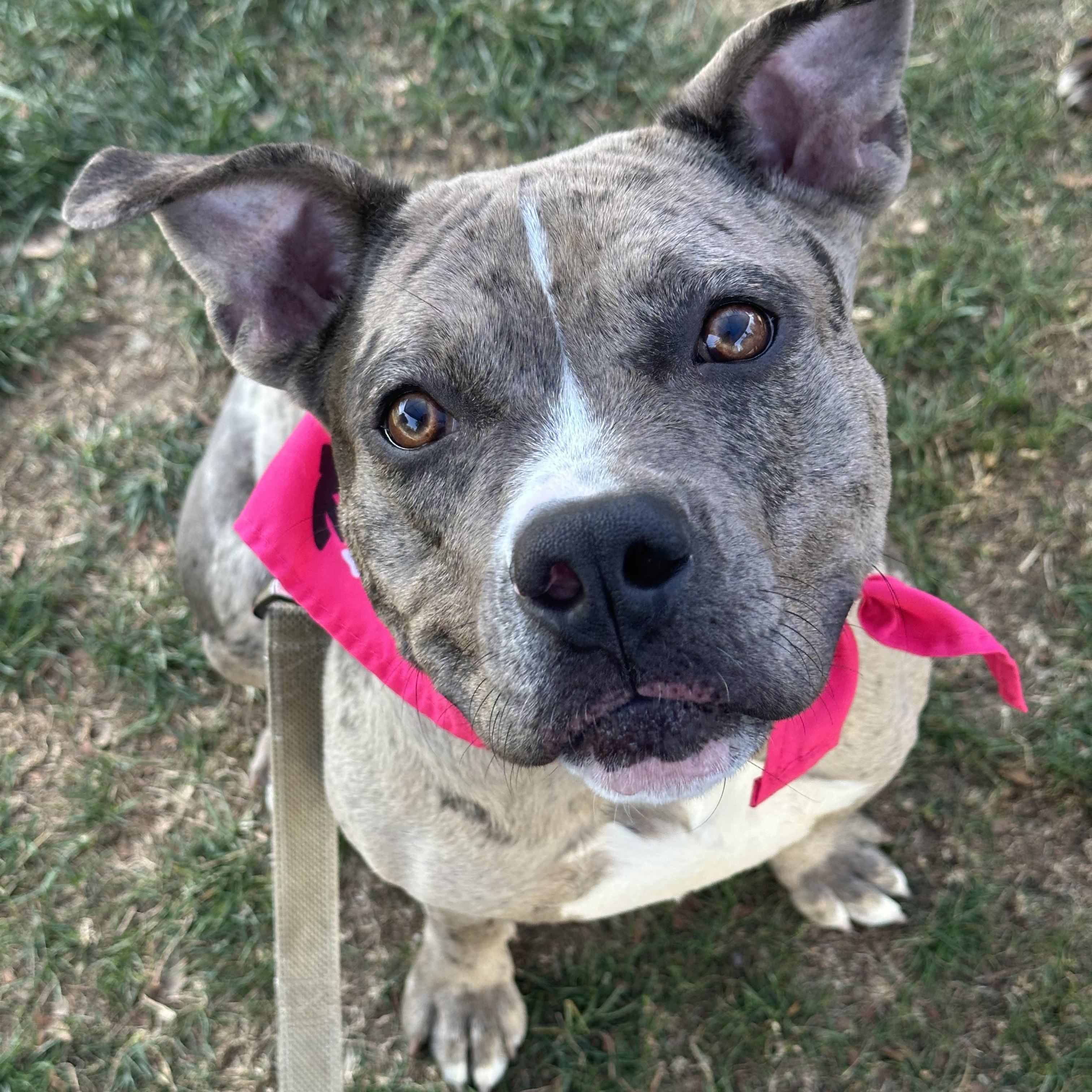 Enlarge Turner, a Adopted Pit Bull Terrier in Monroeville, PA image 4/6