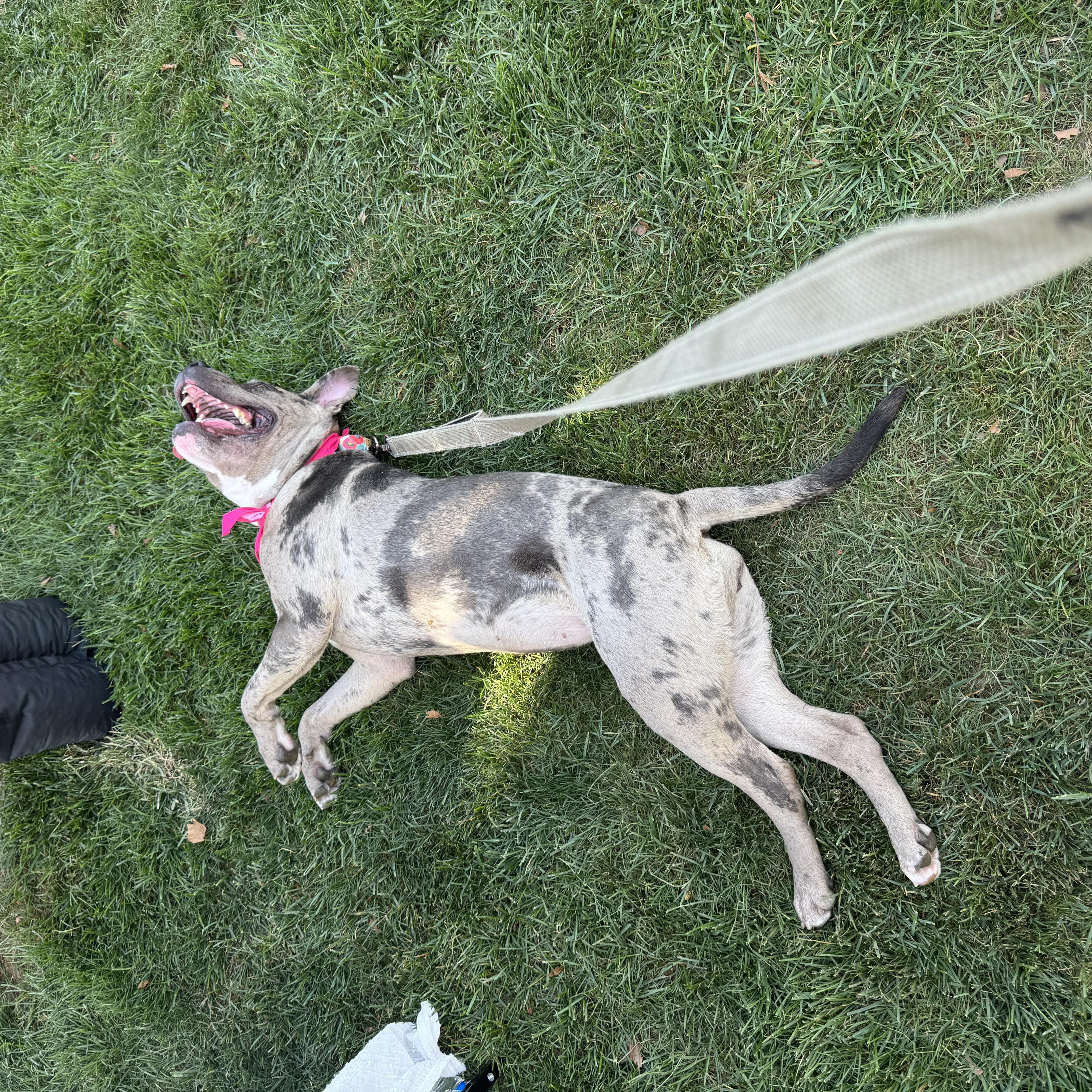 Enlarge Turner, a Adopted Pit Bull Terrier in Monroeville, PA image 5/6