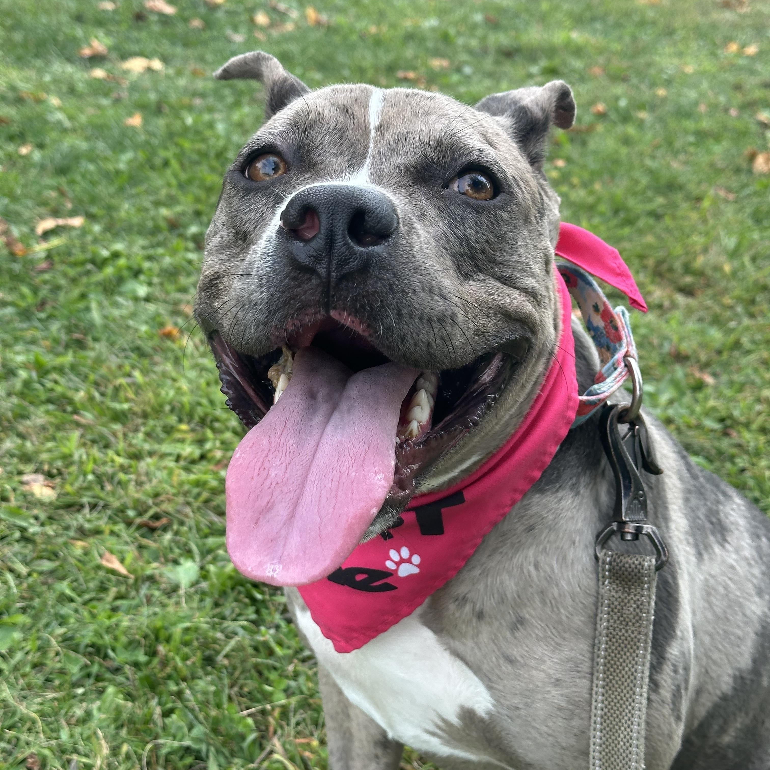 Enlarge Turner, a Adopted Pit Bull Terrier in Monroeville, PA image 6/6