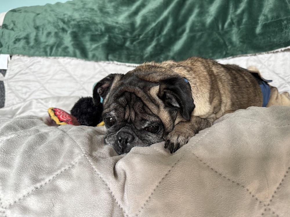 Ole Teddy thumbnail 4