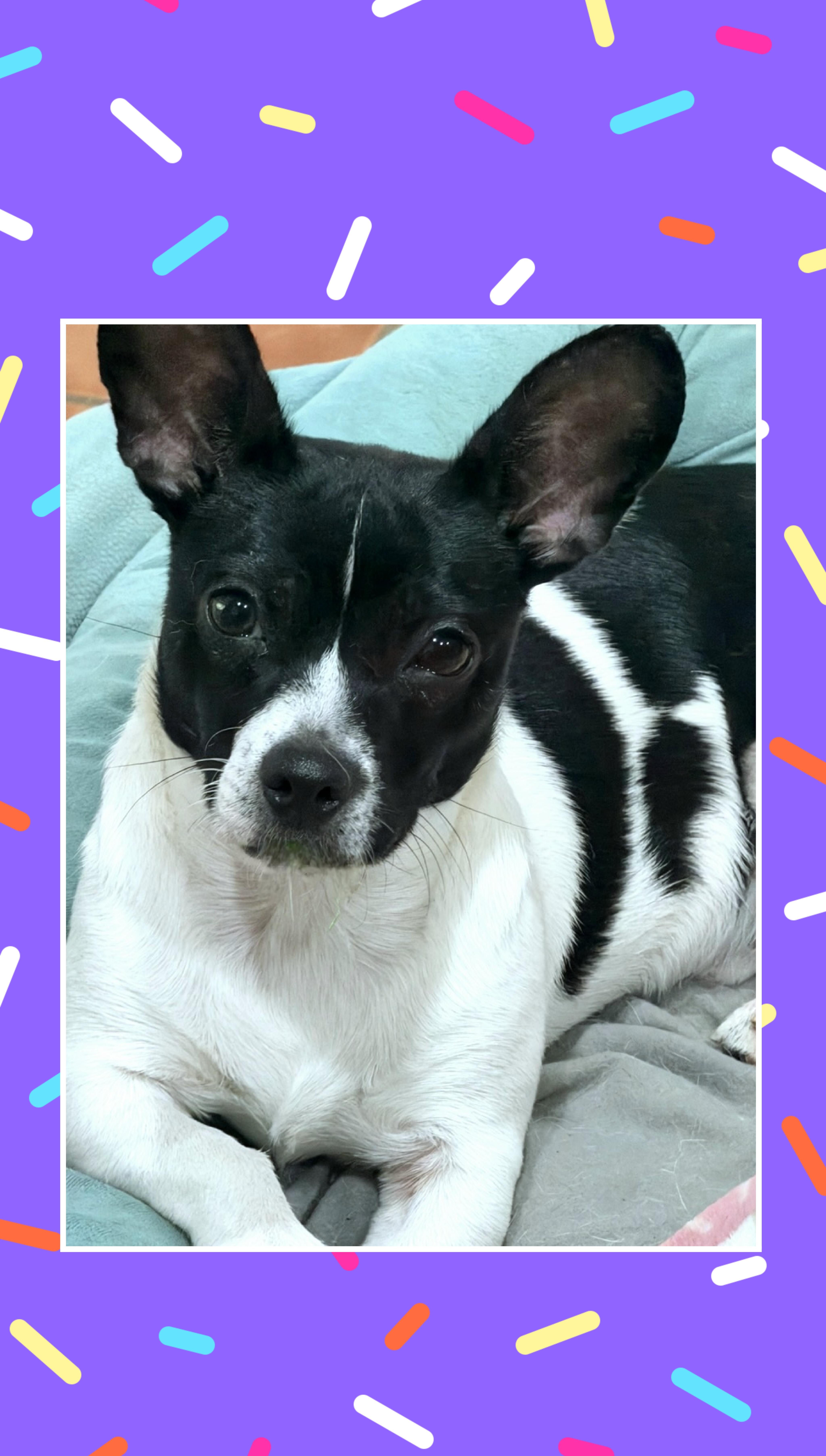 Spotty, Adoptable, Young Male Boston Terrier & Corgi.
