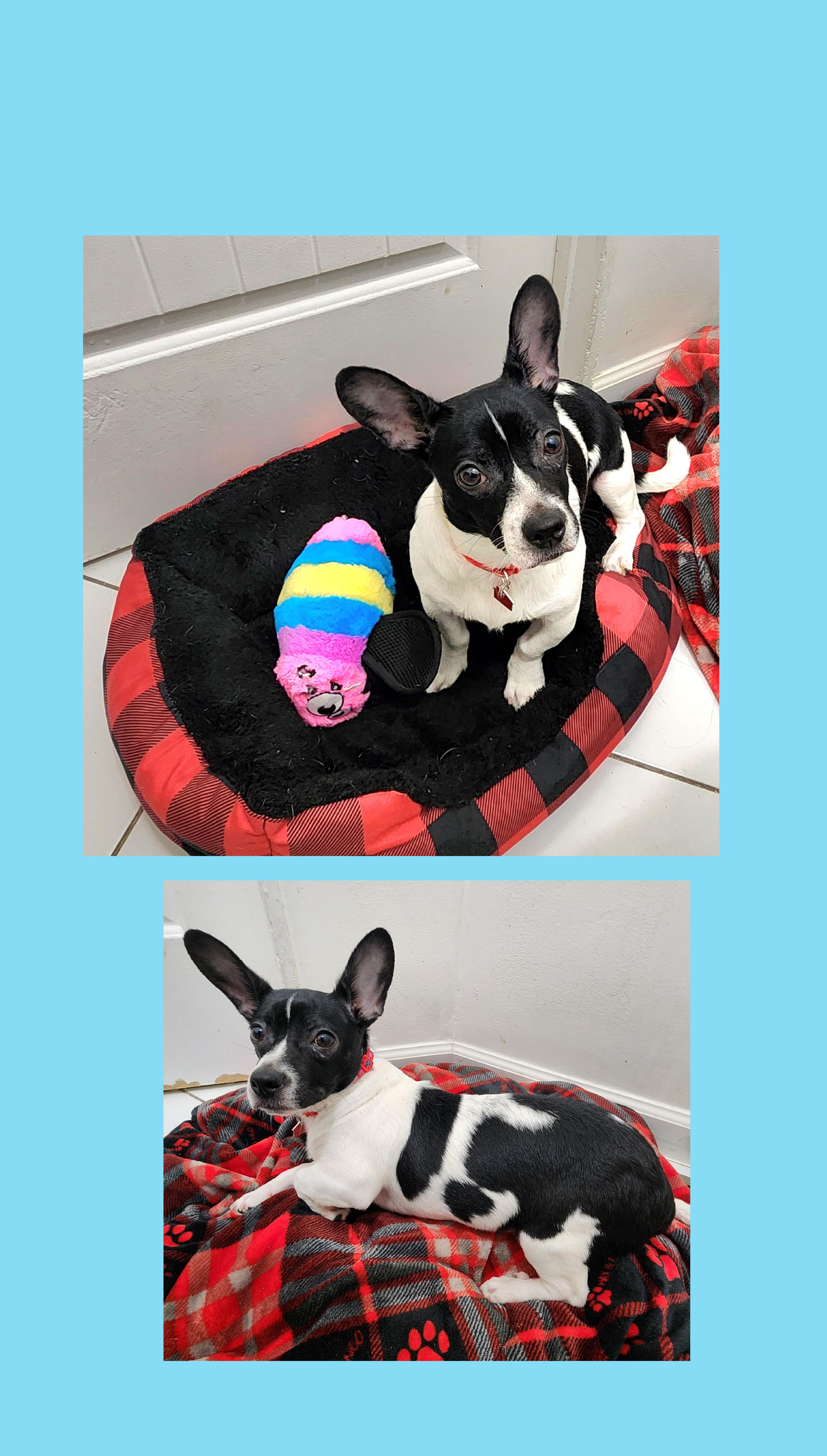 Enlarge Spotty, a Adoptable mixed breed in Lake Geneva, WI image 5/6