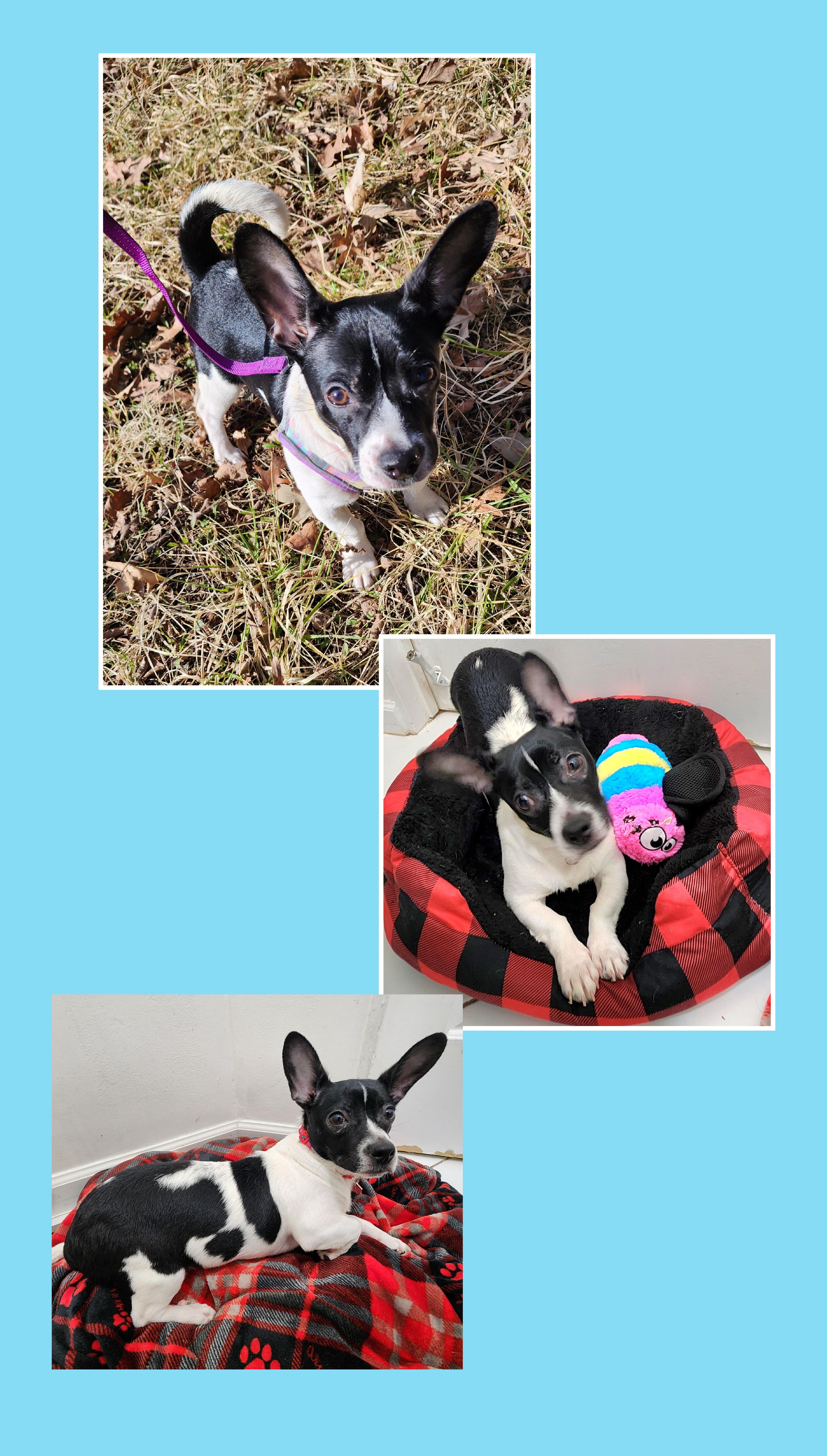 Enlarge Spotty, a Adoptable mixed breed in Lake Geneva, WI image 3/6