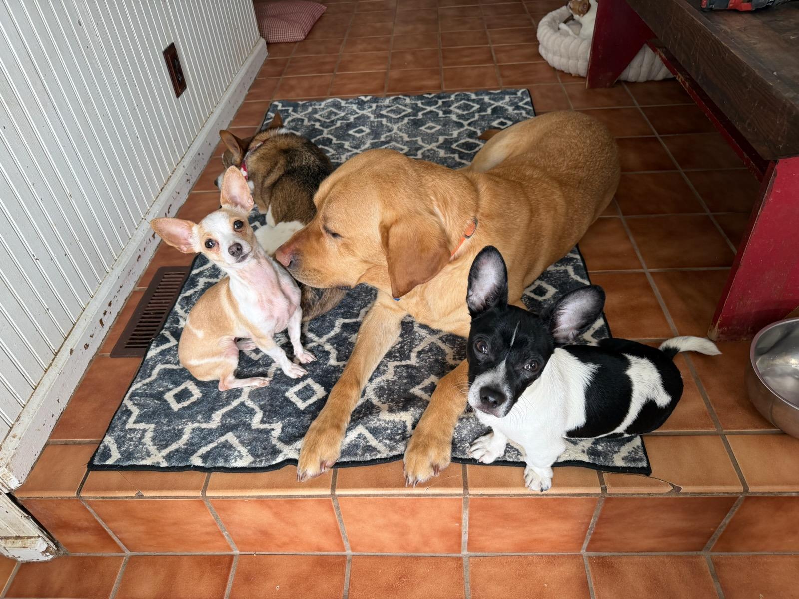 Enlarge Spotty, a Adoptable mixed breed in Lake Geneva, WI image 2/6