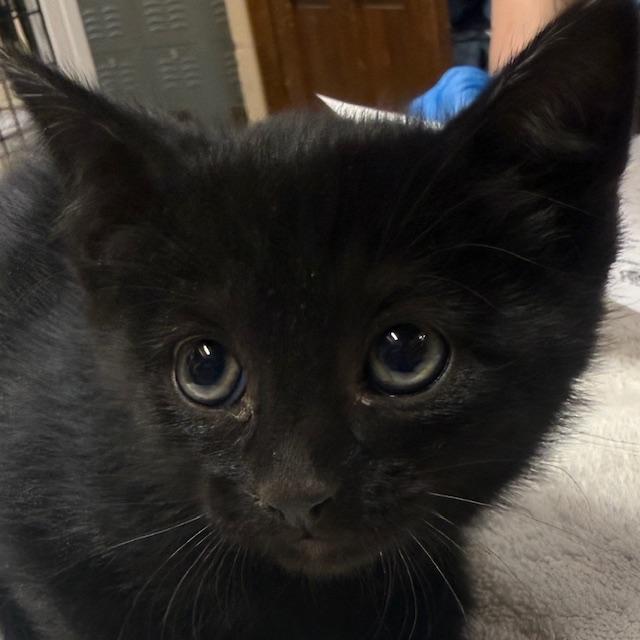 Reef, Adopted, Young Female Domestic Medium Hair.
