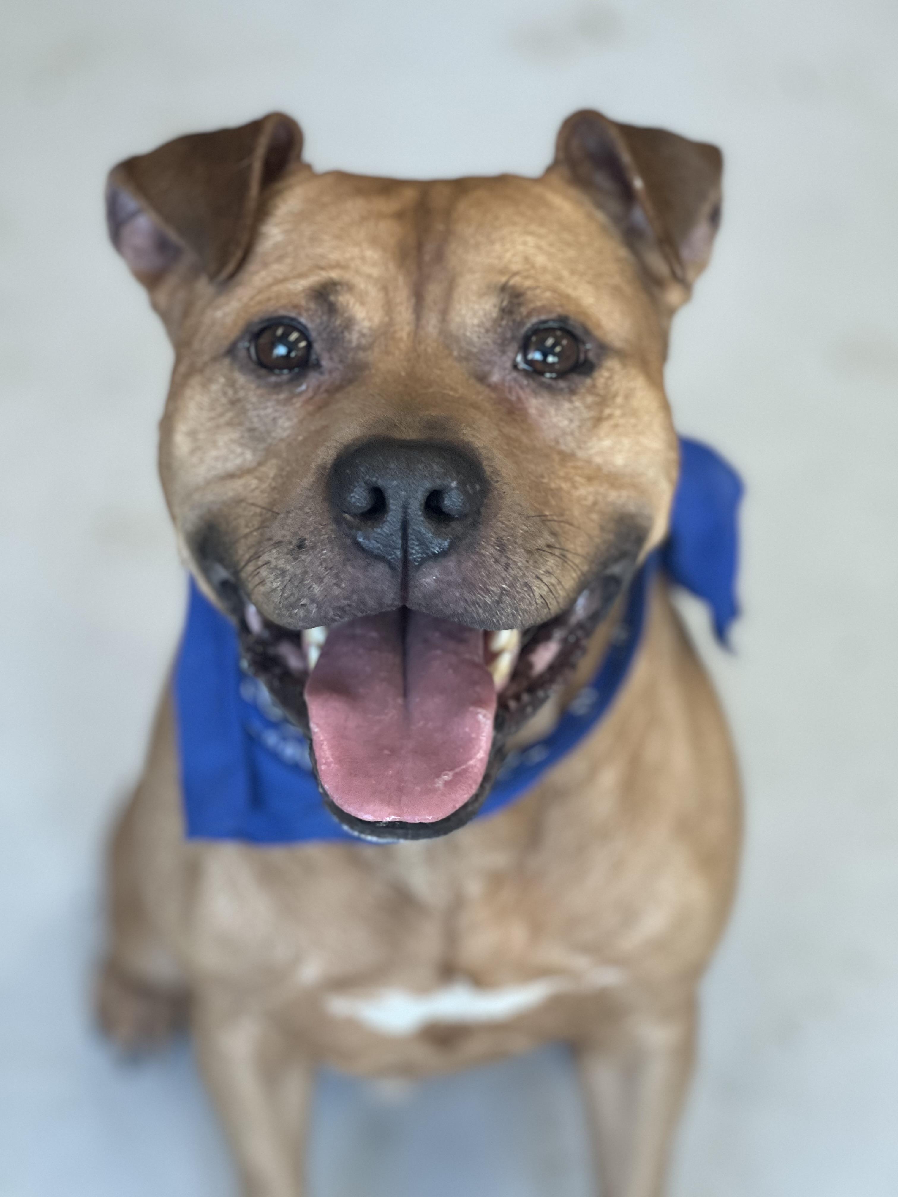 APoncho, Adoptable, Young Male Pit Bull Terrier & Black Mouth Cur.