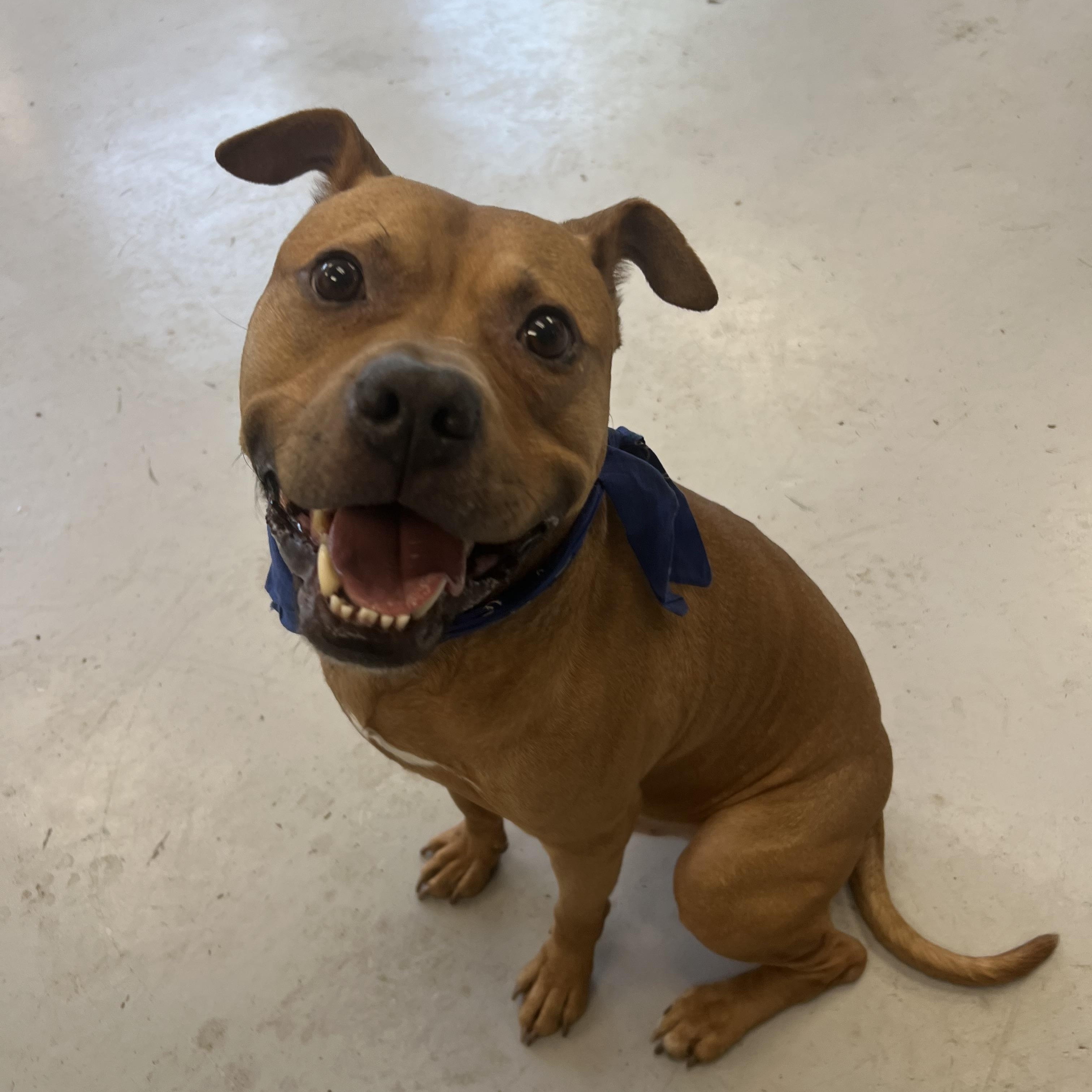 APoncho, a Adoptable mixed breed in Yonkers, NY image 6/6