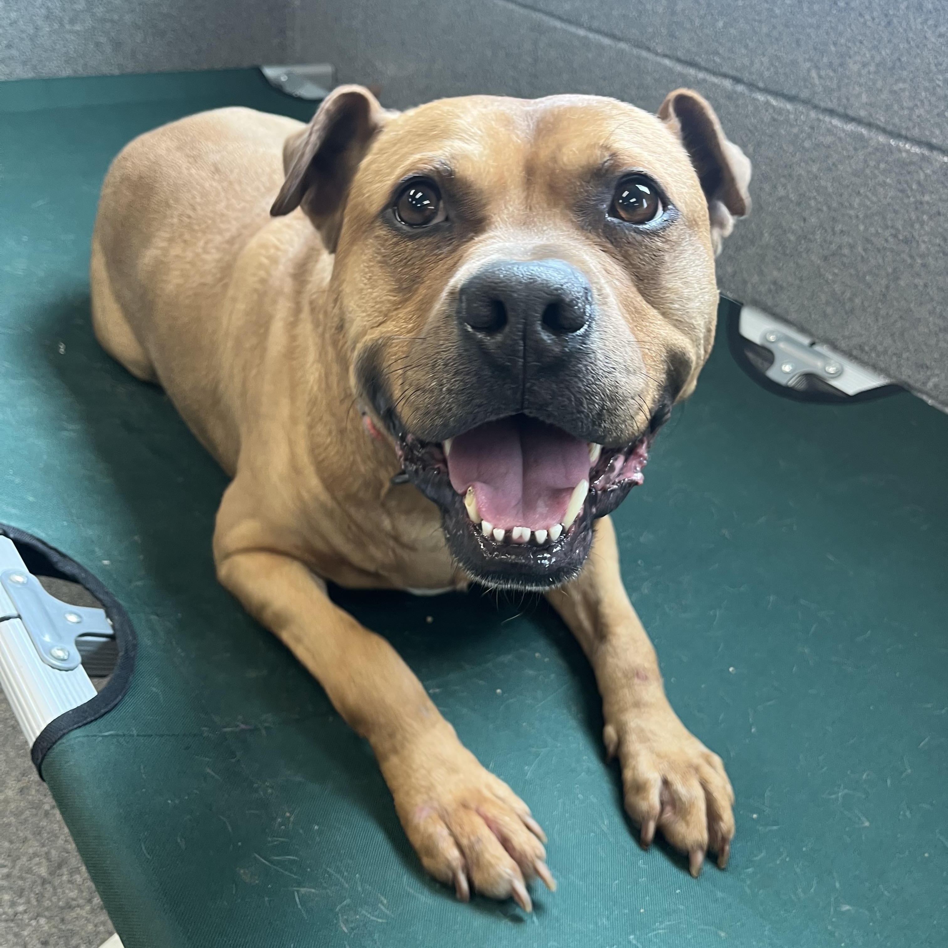 Enlarge Poncho, a Adoptable mixed breed in Yonkers, NY image 2/6