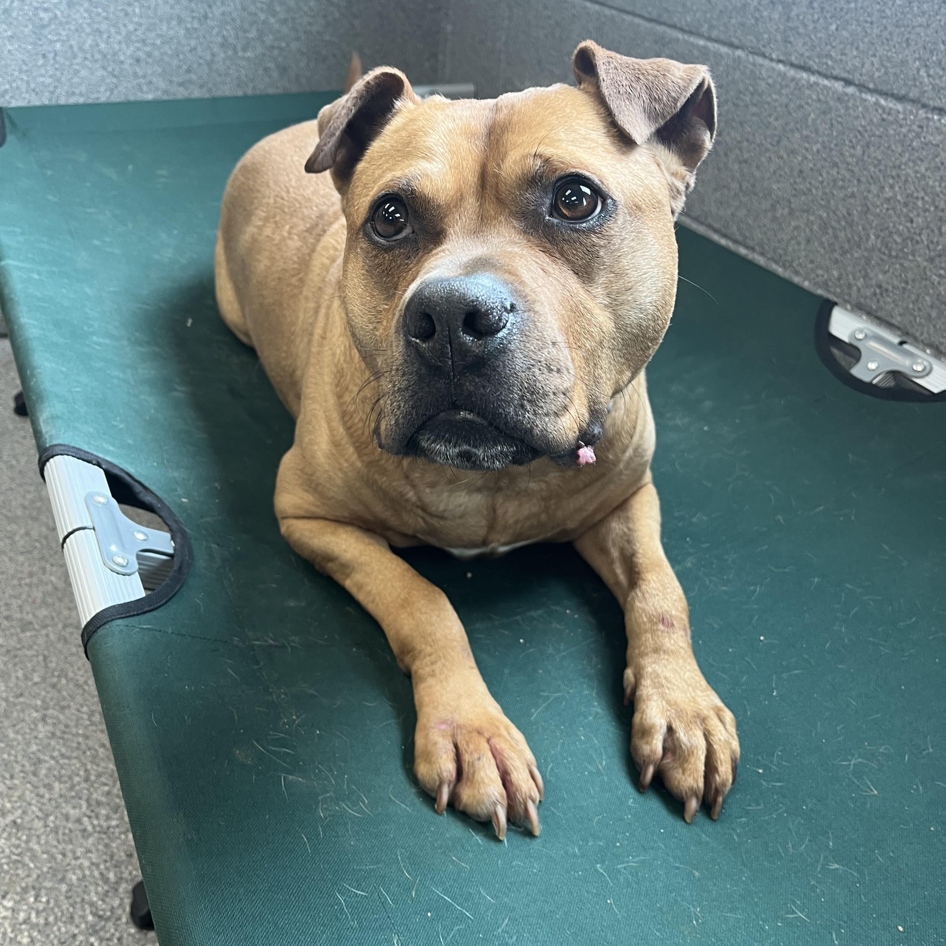 Enlarge Poncho, a Adoptable mixed breed in Yonkers, NY image 6/6