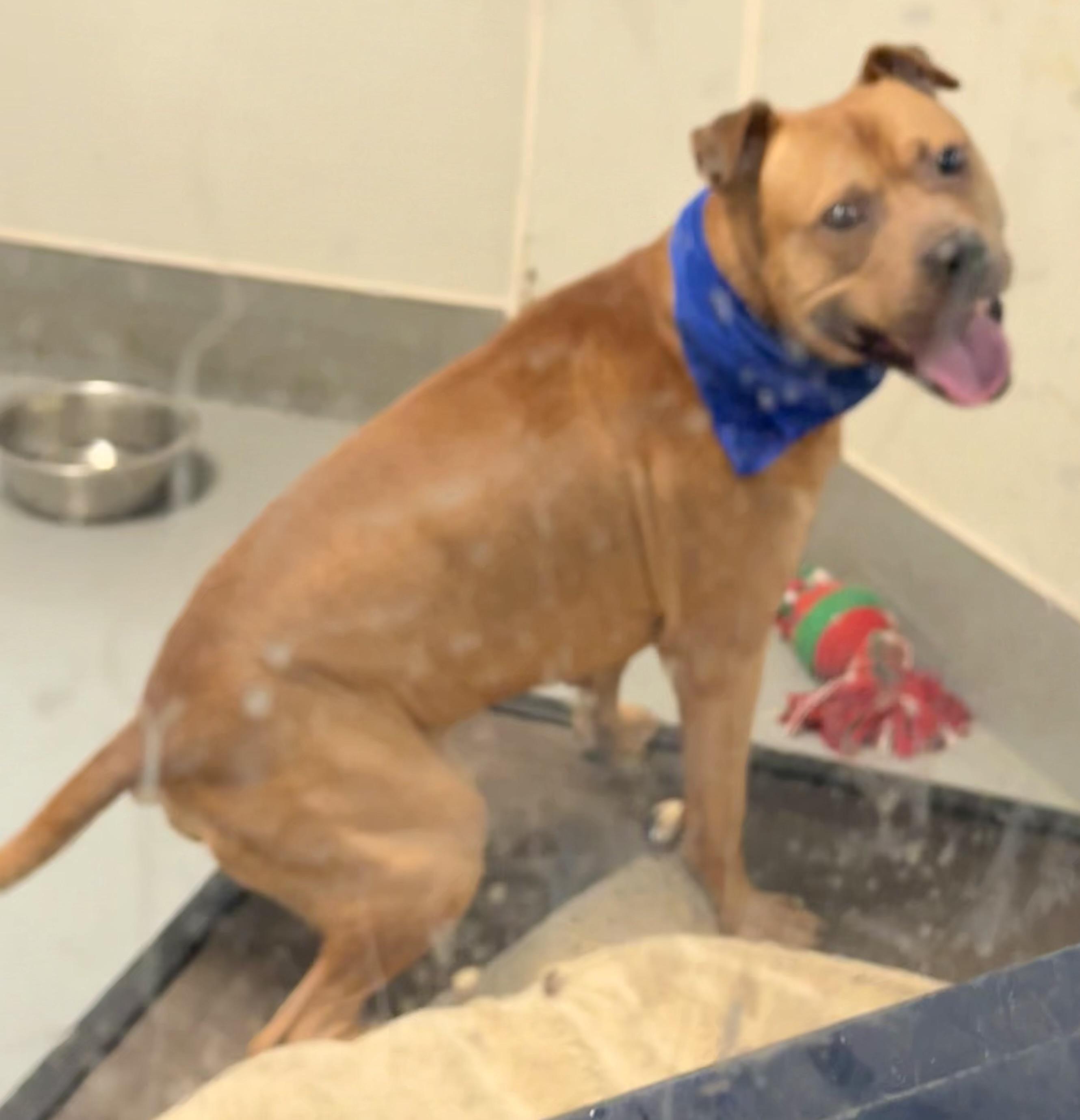 APoncho, a Adoptable mixed breed in Yonkers, NY image 3/6