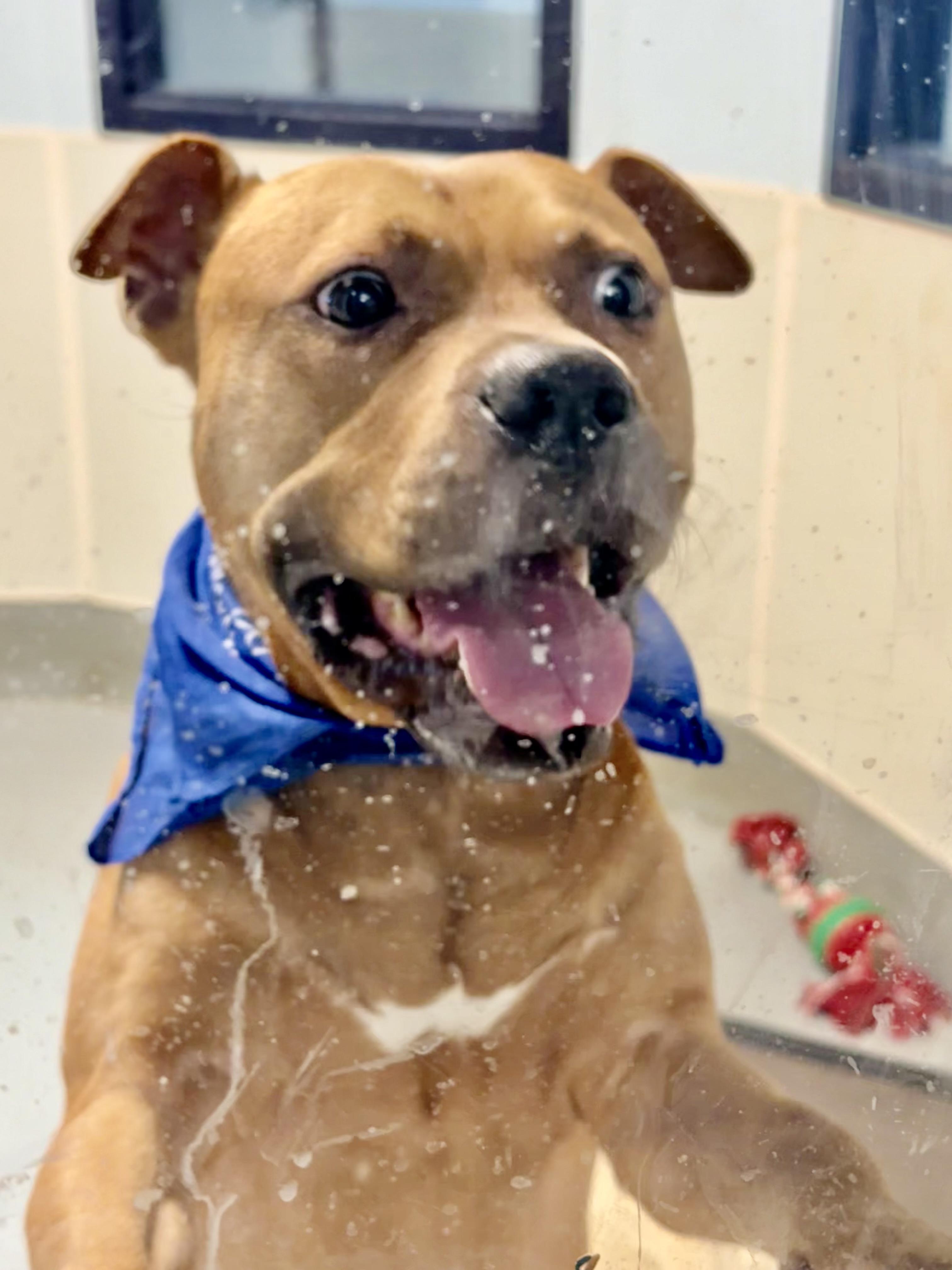 APoncho, Adoptable, Young Male Pit Bull Terrier & Black Mouth Cur.