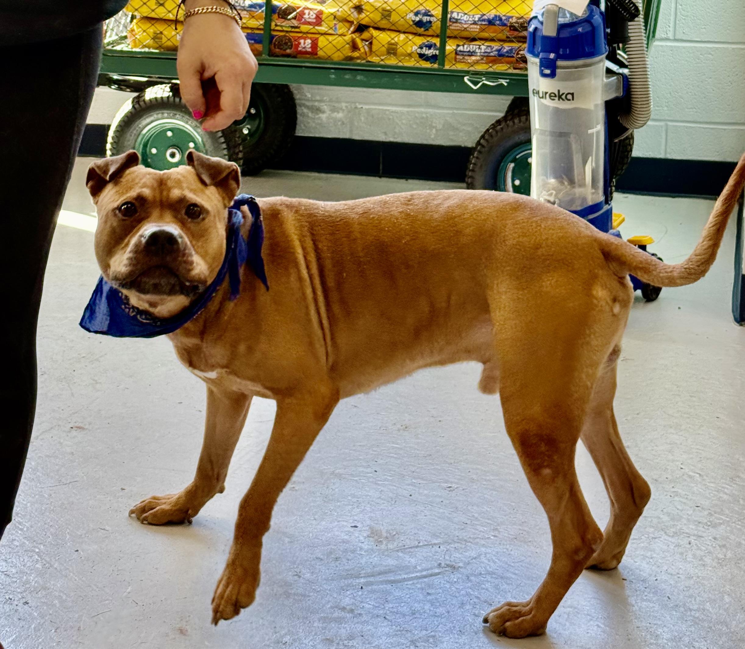 APoncho, a Adoptable mixed breed in Yonkers, NY image 5/6