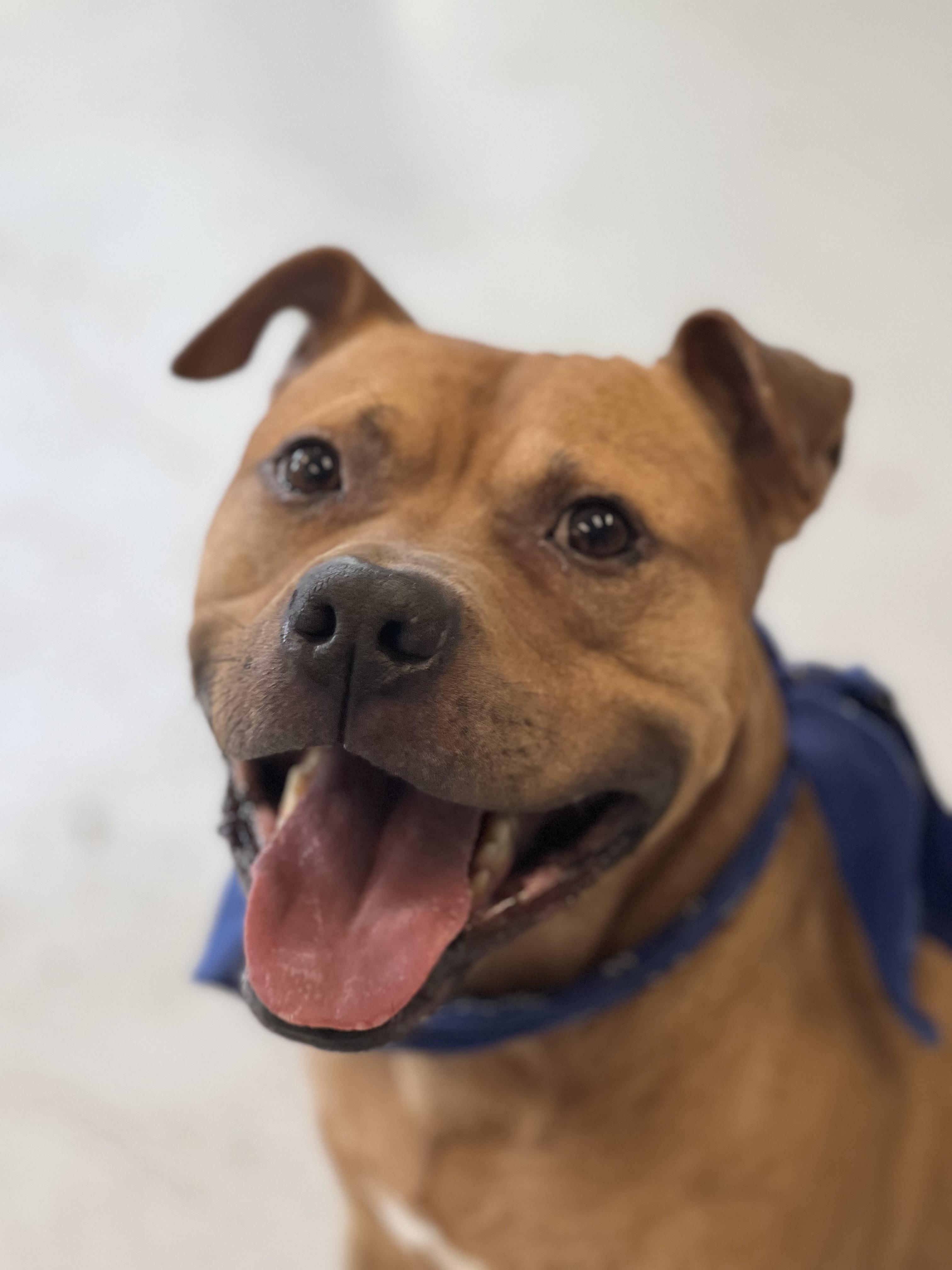 APoncho, a Adoptable mixed breed in Yonkers, NY image 4/6