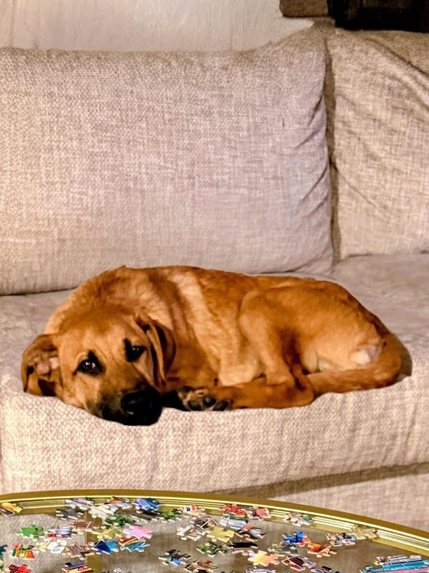 Enlarge Kevin - In Mass., a ADOPTABLE mixed breed in Willington, CT image 2/6