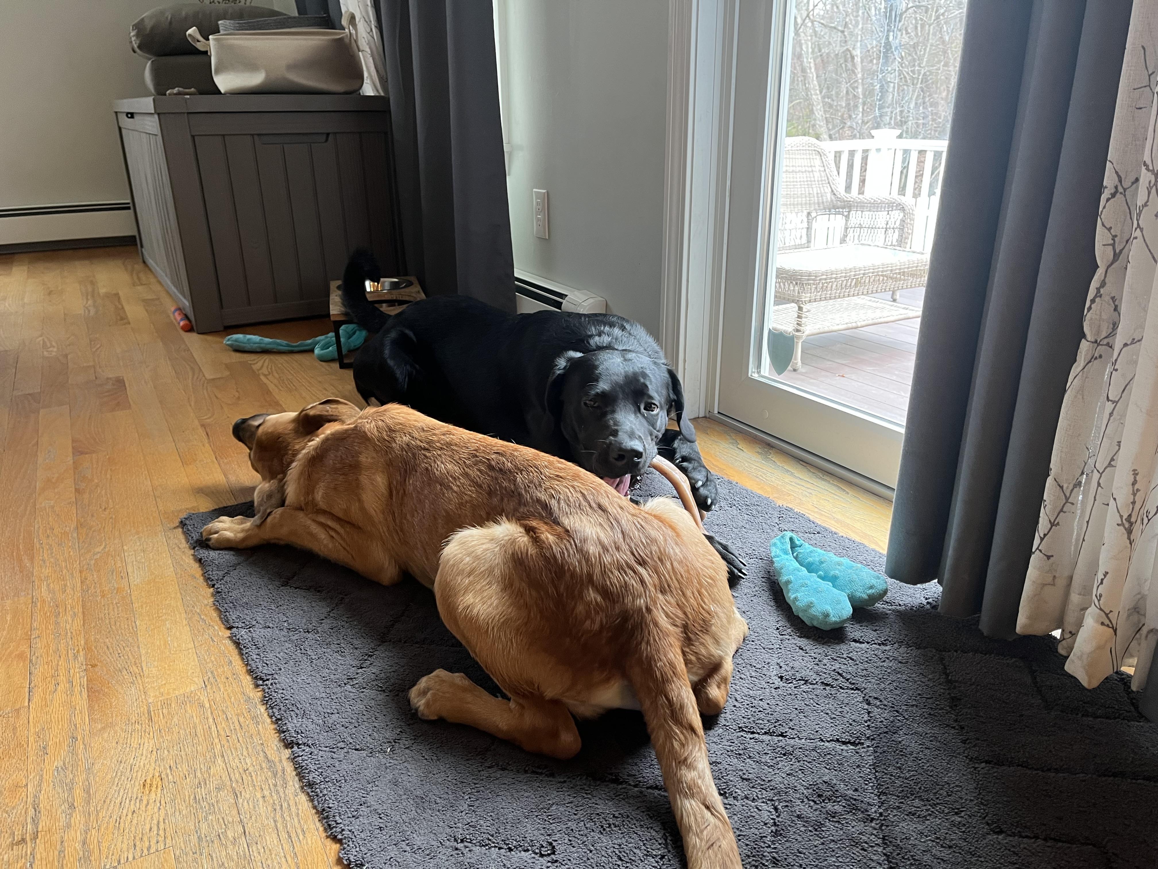 Enlarge Kevin - In Mass., a ADOPTABLE mixed breed in Willington, CT image 5/6