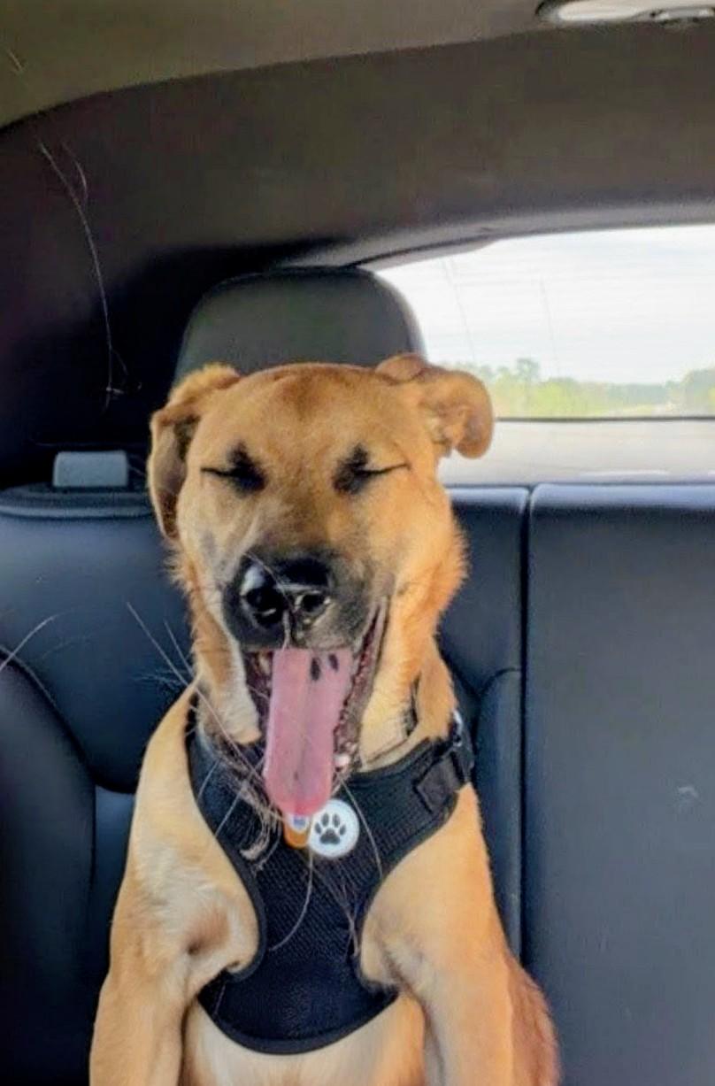 Enlarge Kevin, a ADOPTABLE mixed breed in Willington, CT image 6/6