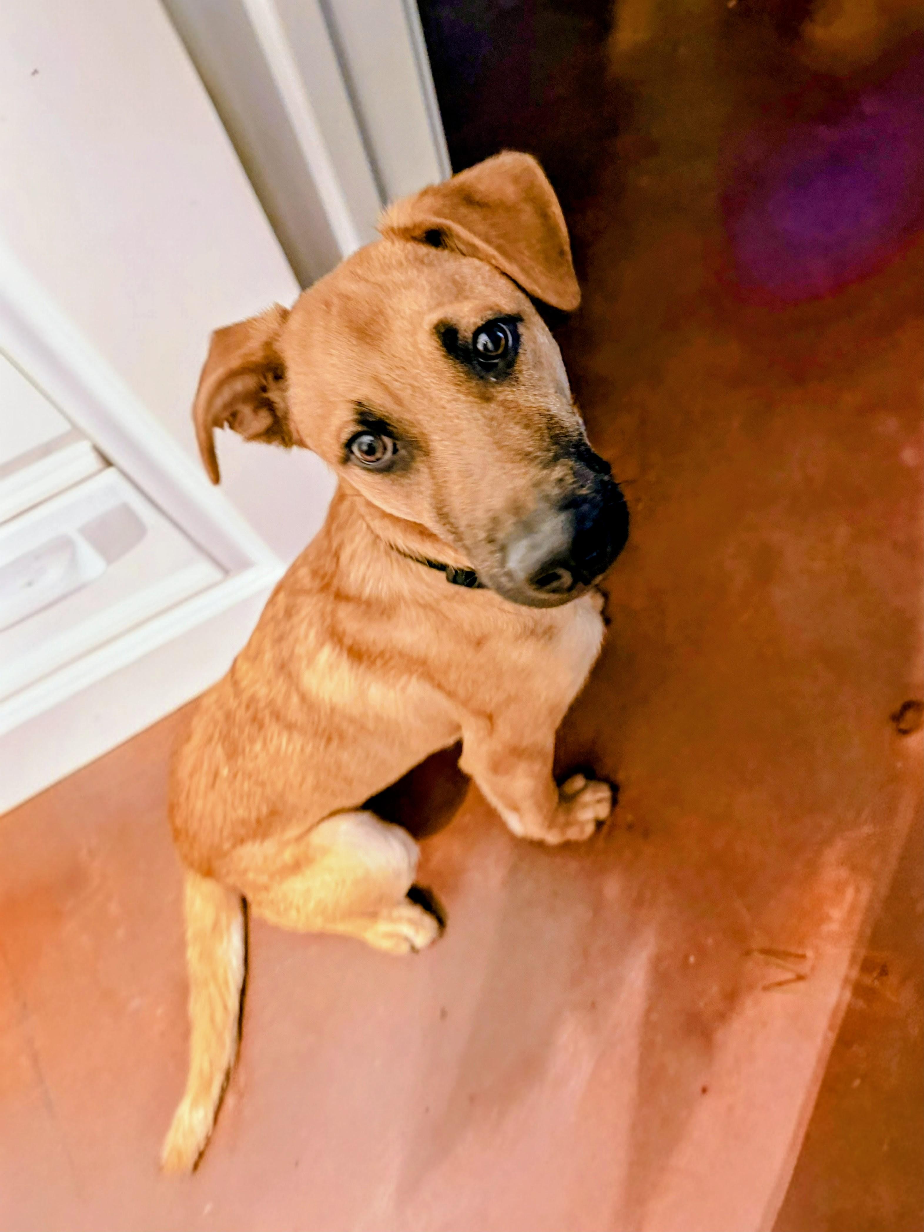 Enlarge Kevin, a ADOPTABLE mixed breed in Willington, CT image 5/6