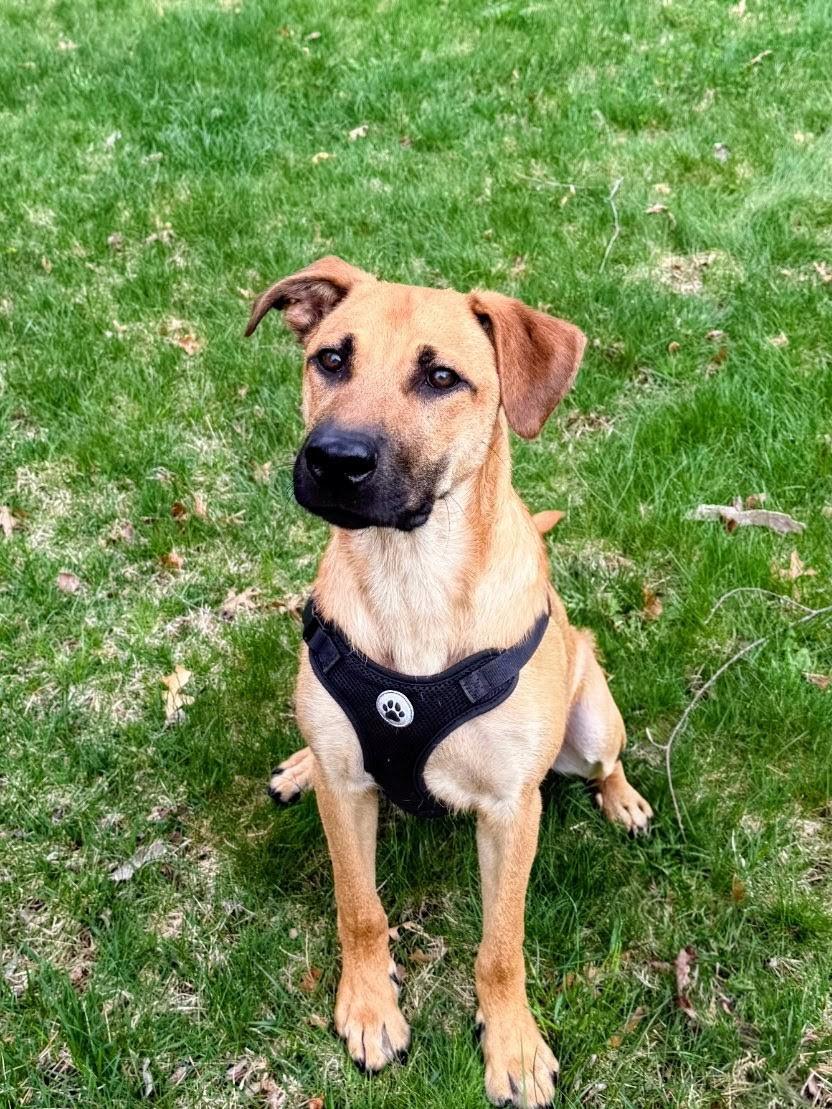 Enlarge Kevin - In Mass., a ADOPTABLE mixed breed in Willington, CT image 1/6