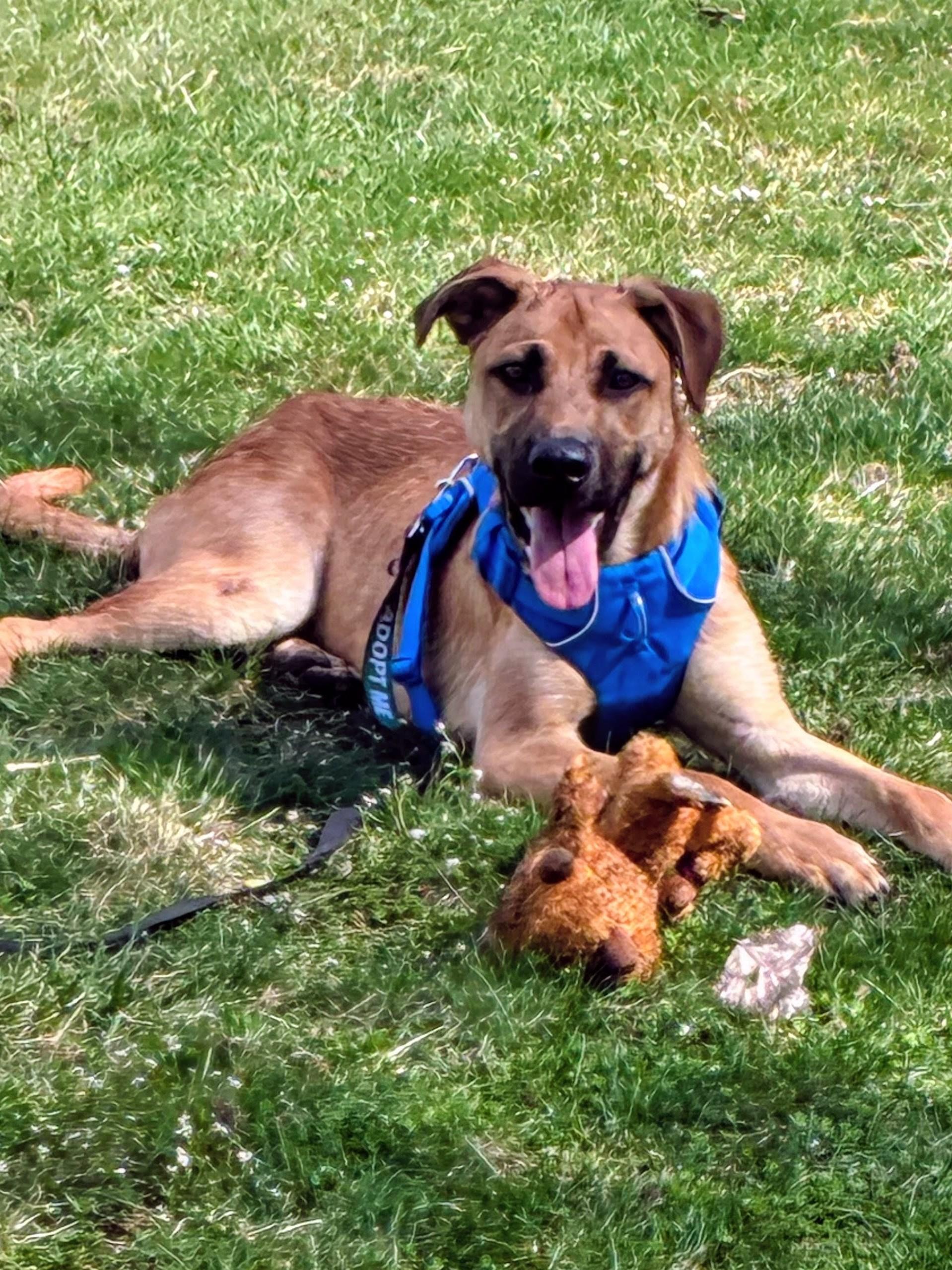 Enlarge Kevin - In Mass., a ADOPTABLE mixed breed in Willington, CT image 3/6