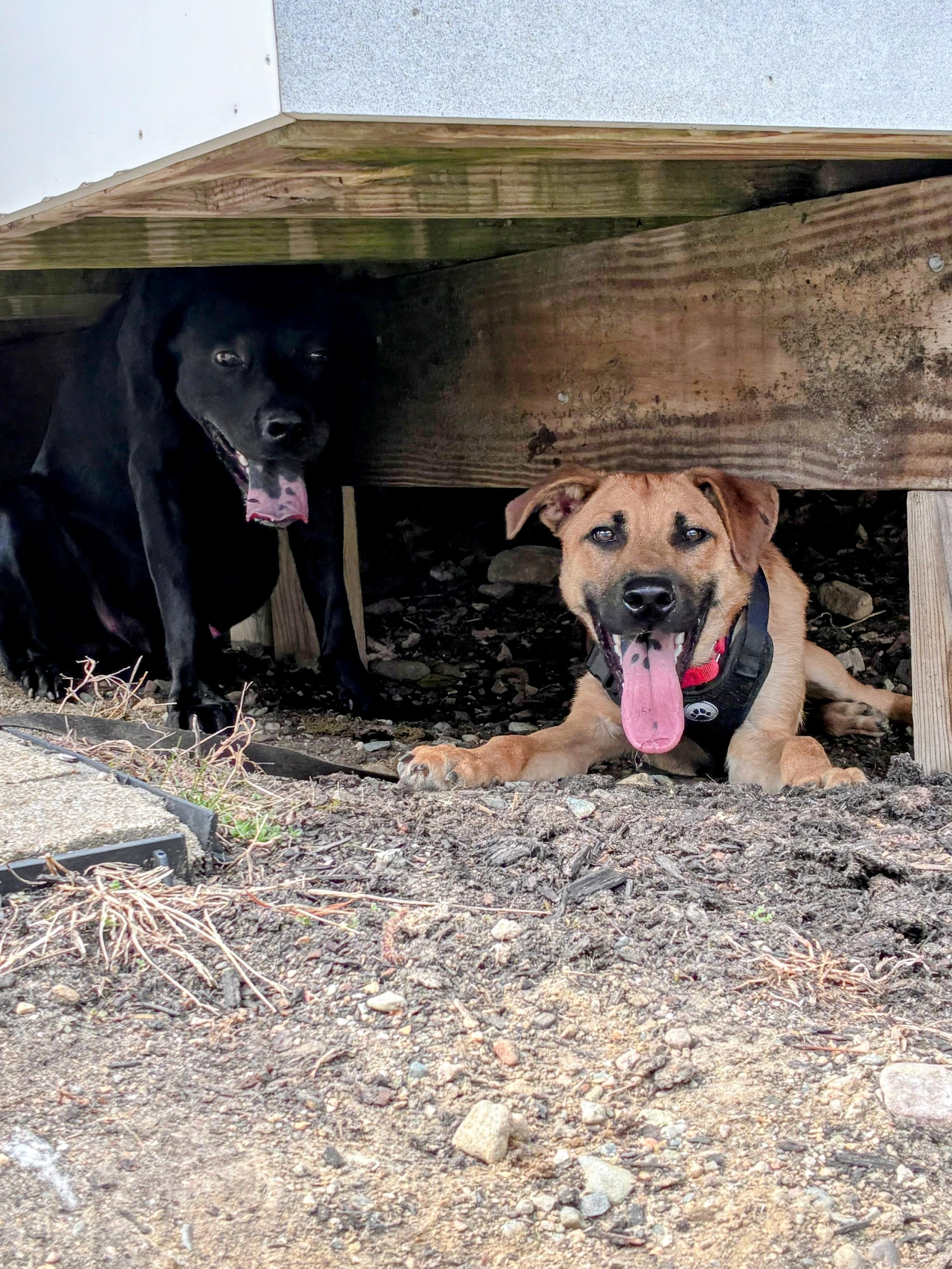 Enlarge Kevin - In Mass., a ADOPTABLE mixed breed in Willington, CT image 4/6