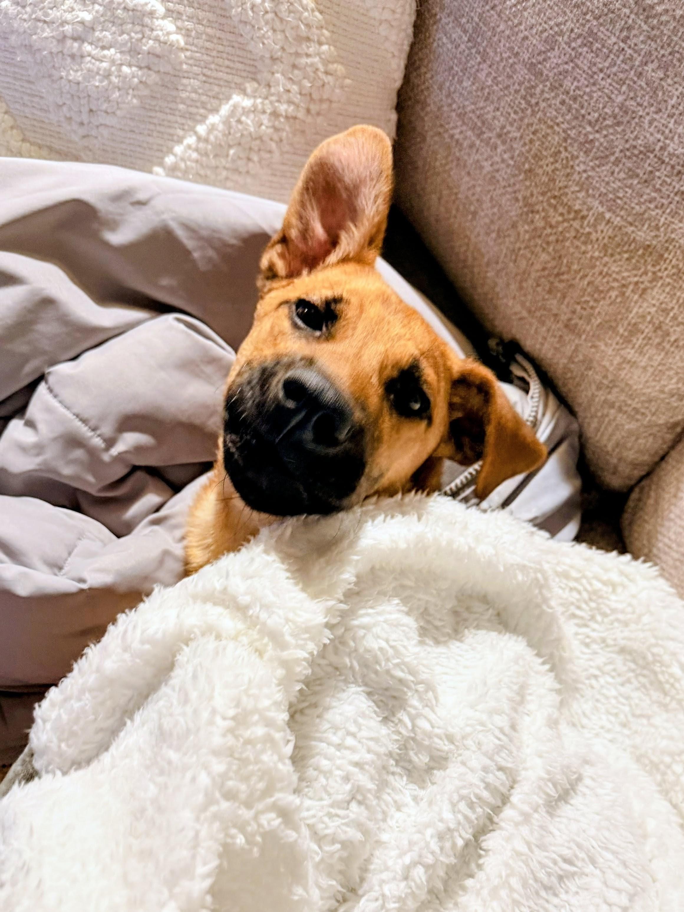 Enlarge Kevin, a ADOPTABLE mixed breed in Willington, CT image 4/6