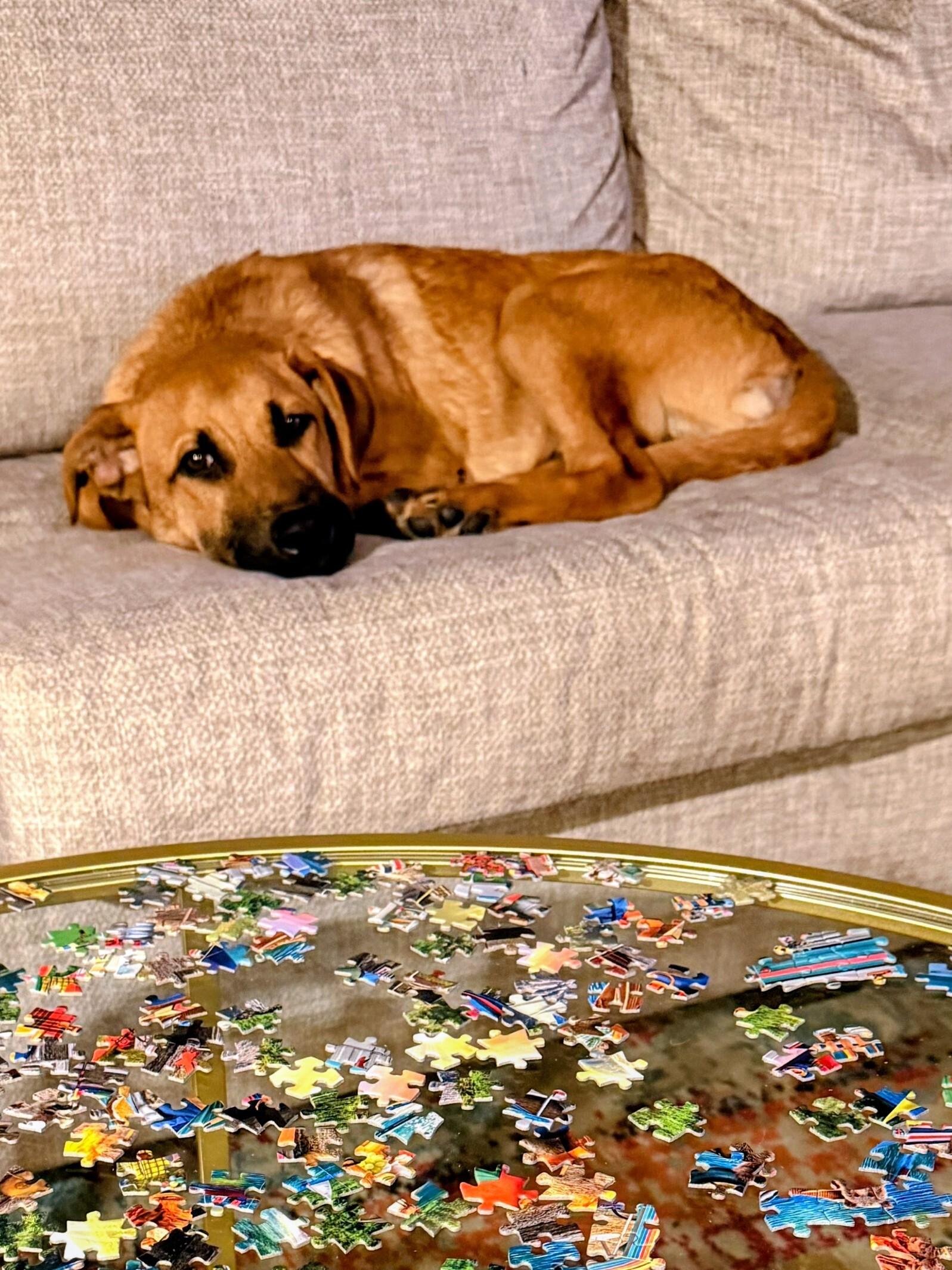 Enlarge Kevin, a ADOPTABLE mixed breed in Willington, CT image 3/6