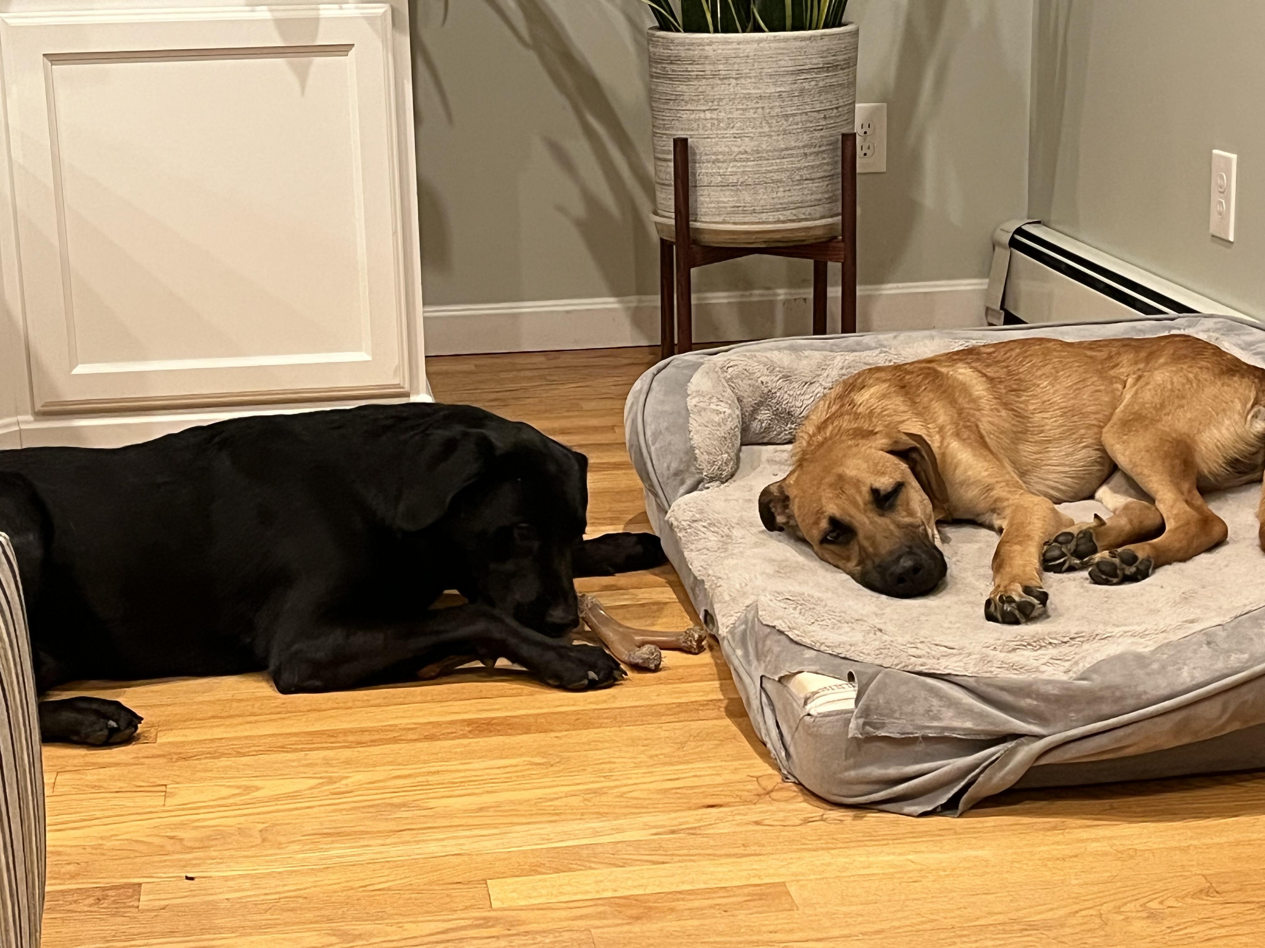 Enlarge Kevin - In Mass., a ADOPTABLE mixed breed in Willington, CT image 6/6