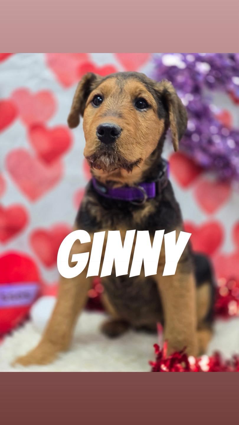Enlarge Ginny, an adopted Airedale Terrier in Effingham, IL image 1/2