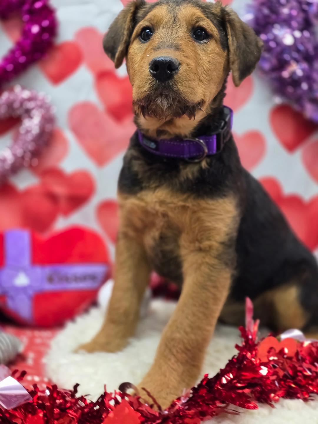 Enlarge Ginny, an adopted Airedale Terrier in Effingham, IL image 2/2