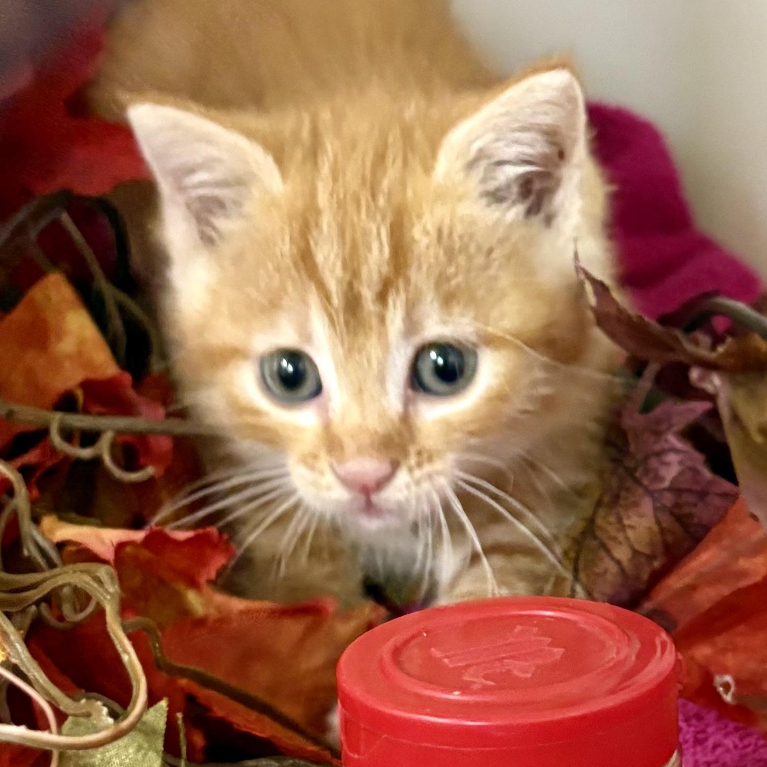 Enlarge Pumpkin Spice, a Adoptable mixed breed in Charles City, IA image 1/5