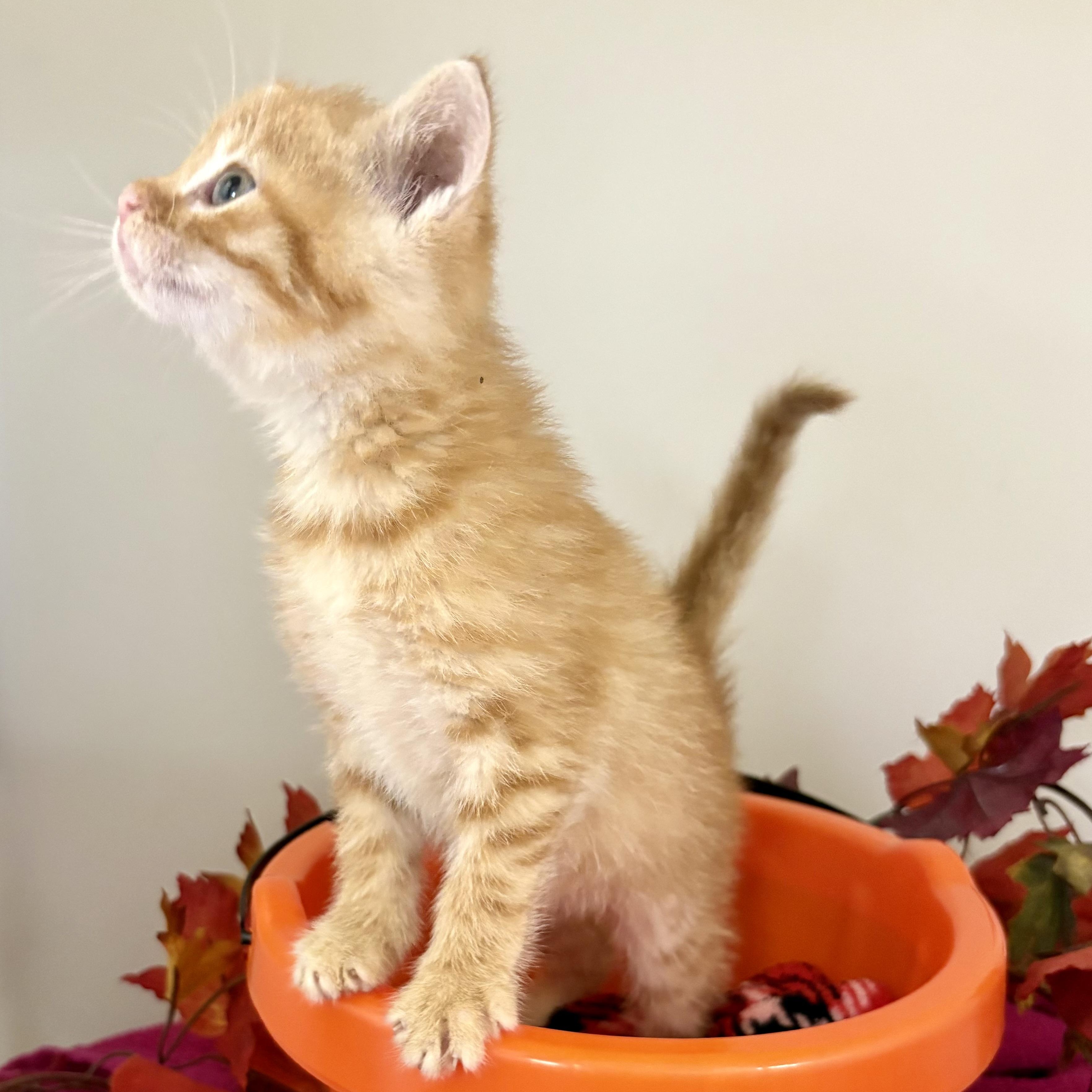 Enlarge Pumpkin Spice, a Adoptable mixed breed in Charles City, IA image 2/5