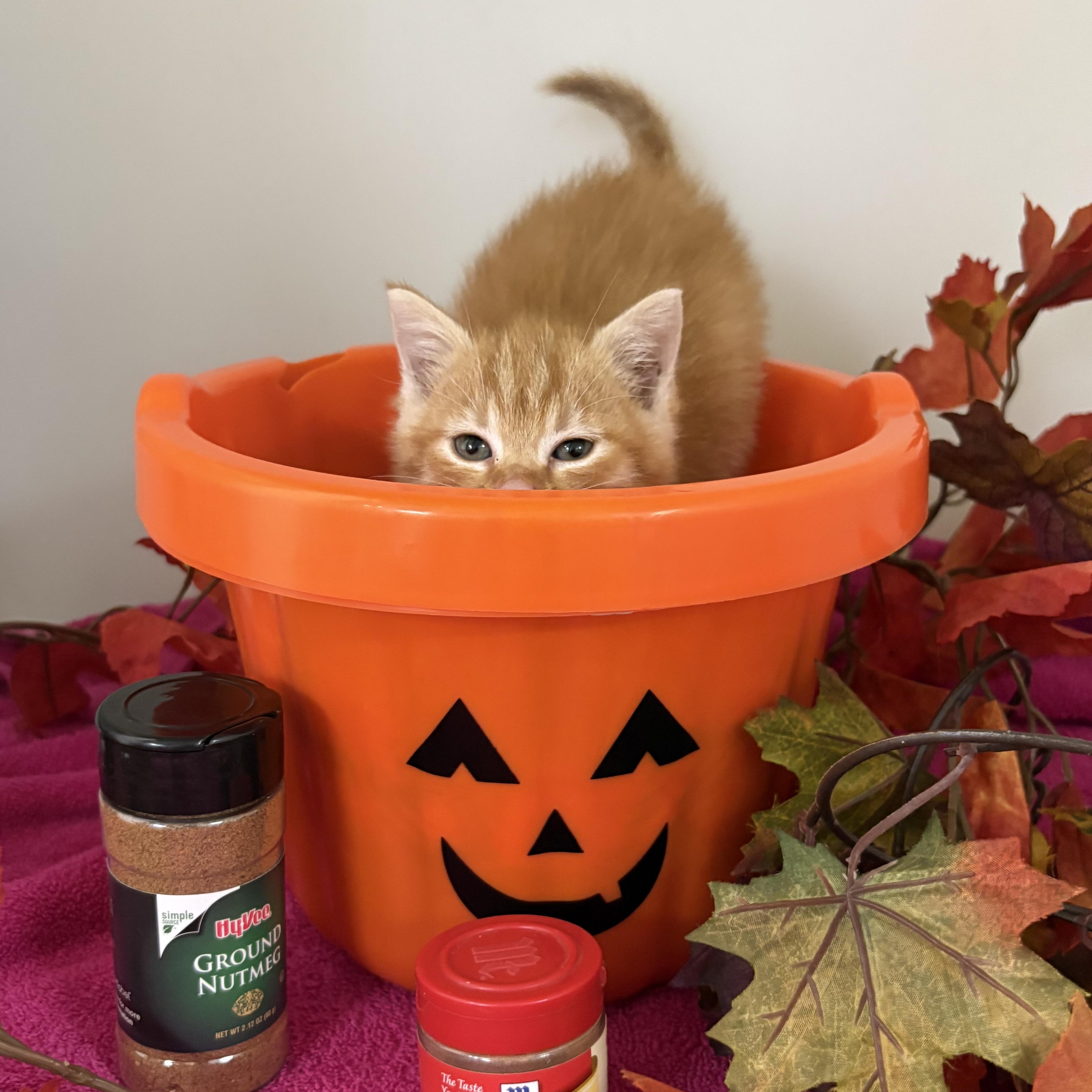 Enlarge Pumpkin Spice, a Adoptable mixed breed in Charles City, IA image 4/5