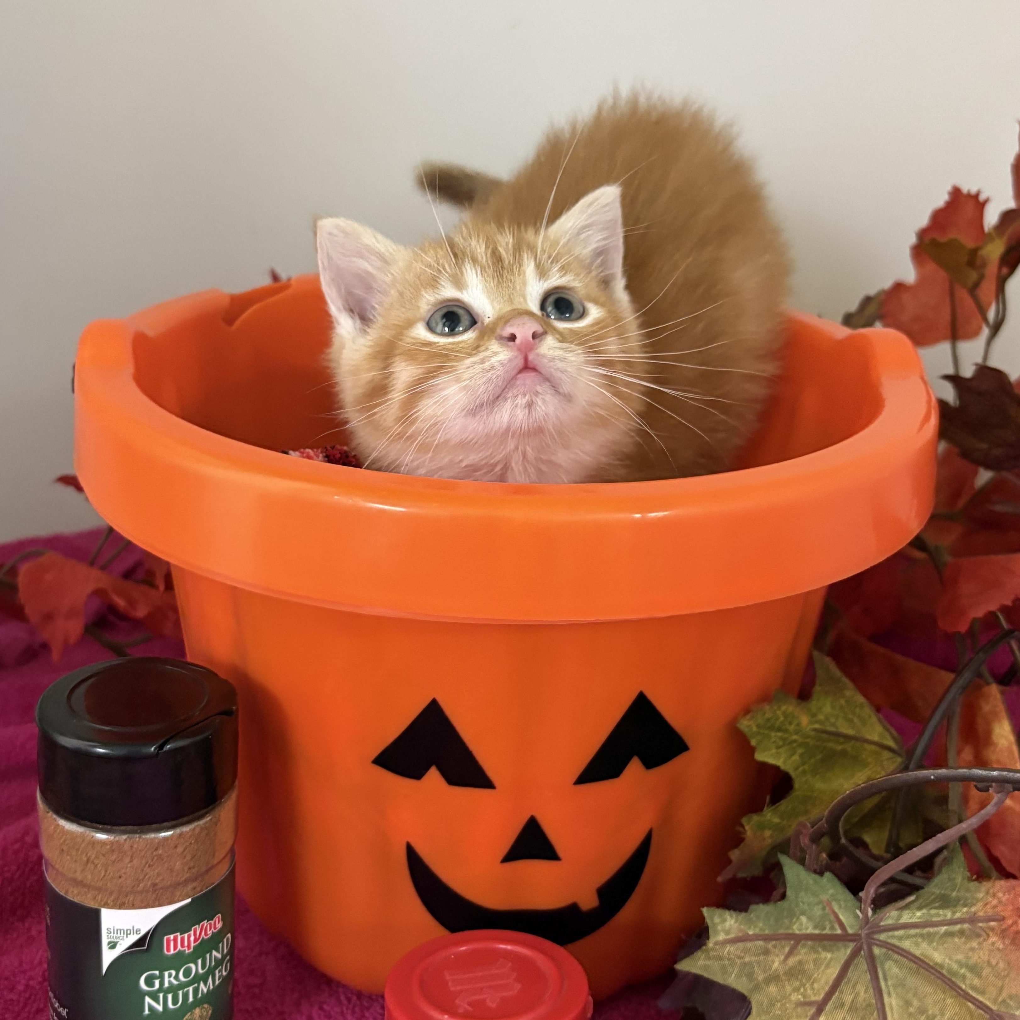 Enlarge Pumpkin Spice, a Adoptable mixed breed in Charles City, IA image 3/5