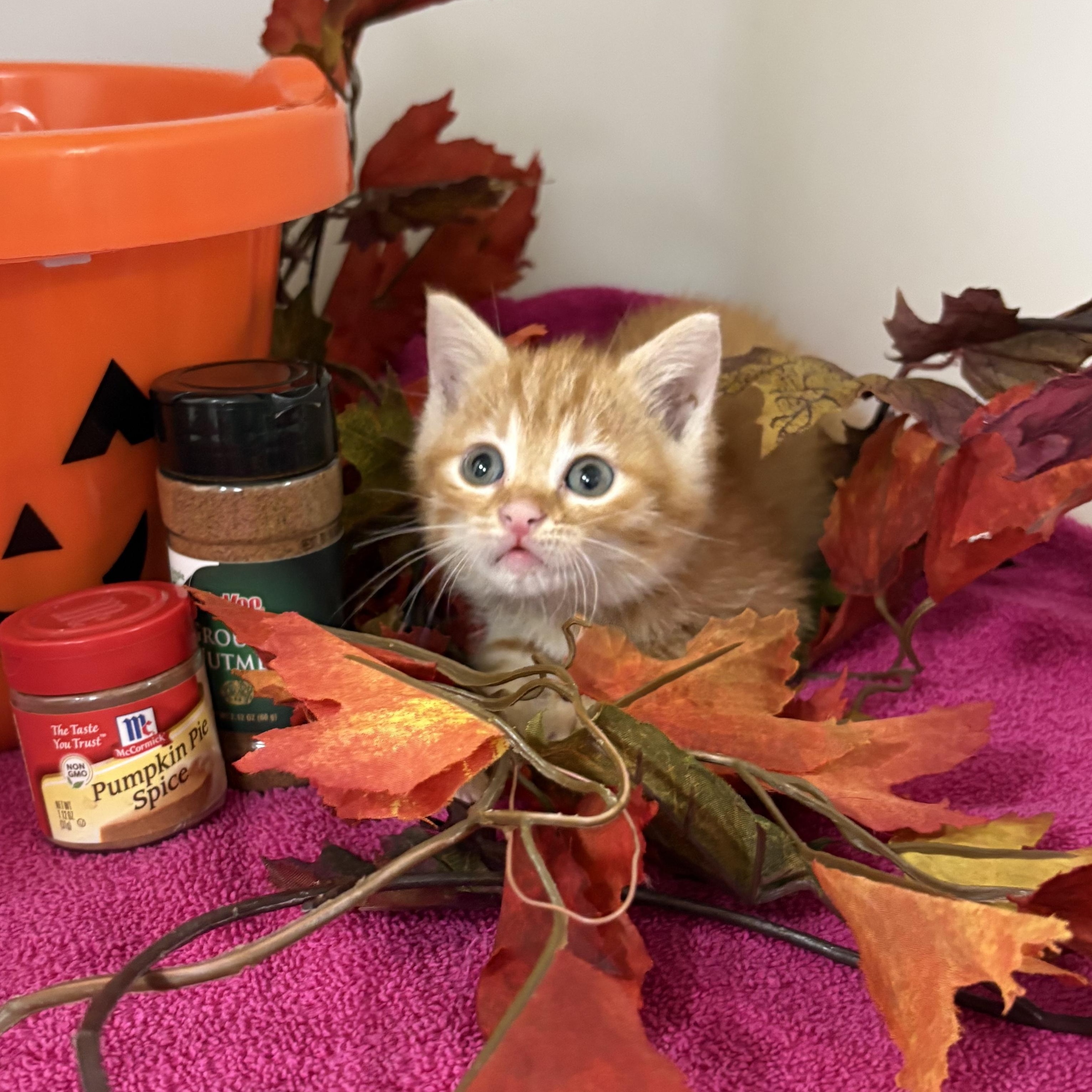 Enlarge Pumpkin Spice, a Adoptable mixed breed in Charles City, IA image 5/5