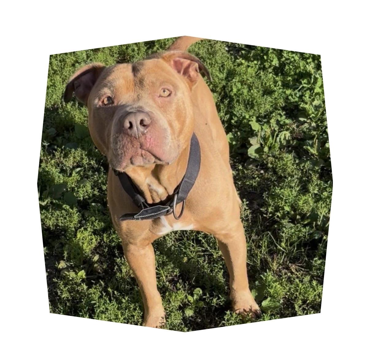 Copper, Adoptable, Adult Male American Bully & Pit Bull Terrier.
