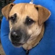 Cody, Adoptable, Adult Male Mixed Breed.